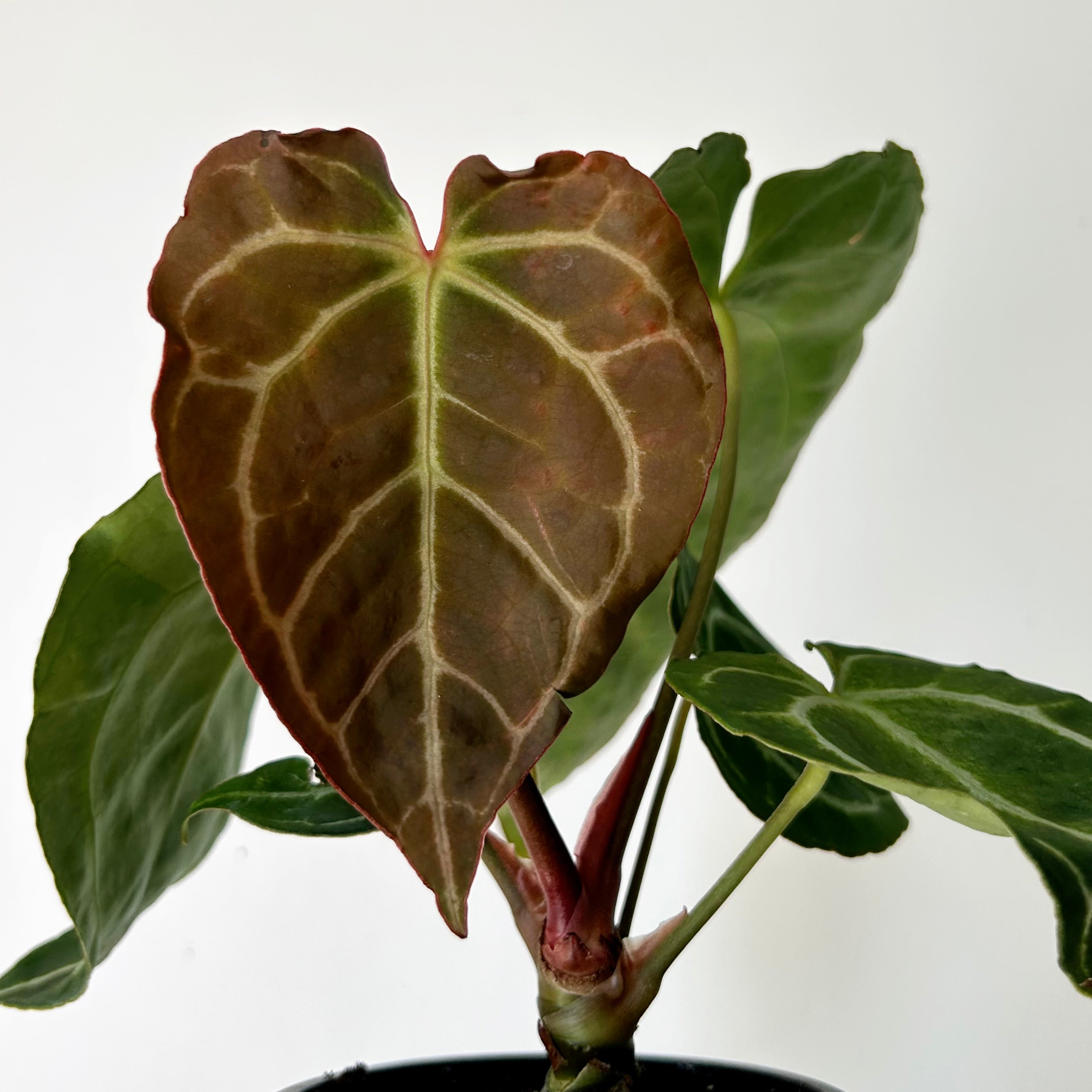 Anthurium Crystallinum 3.5”pot