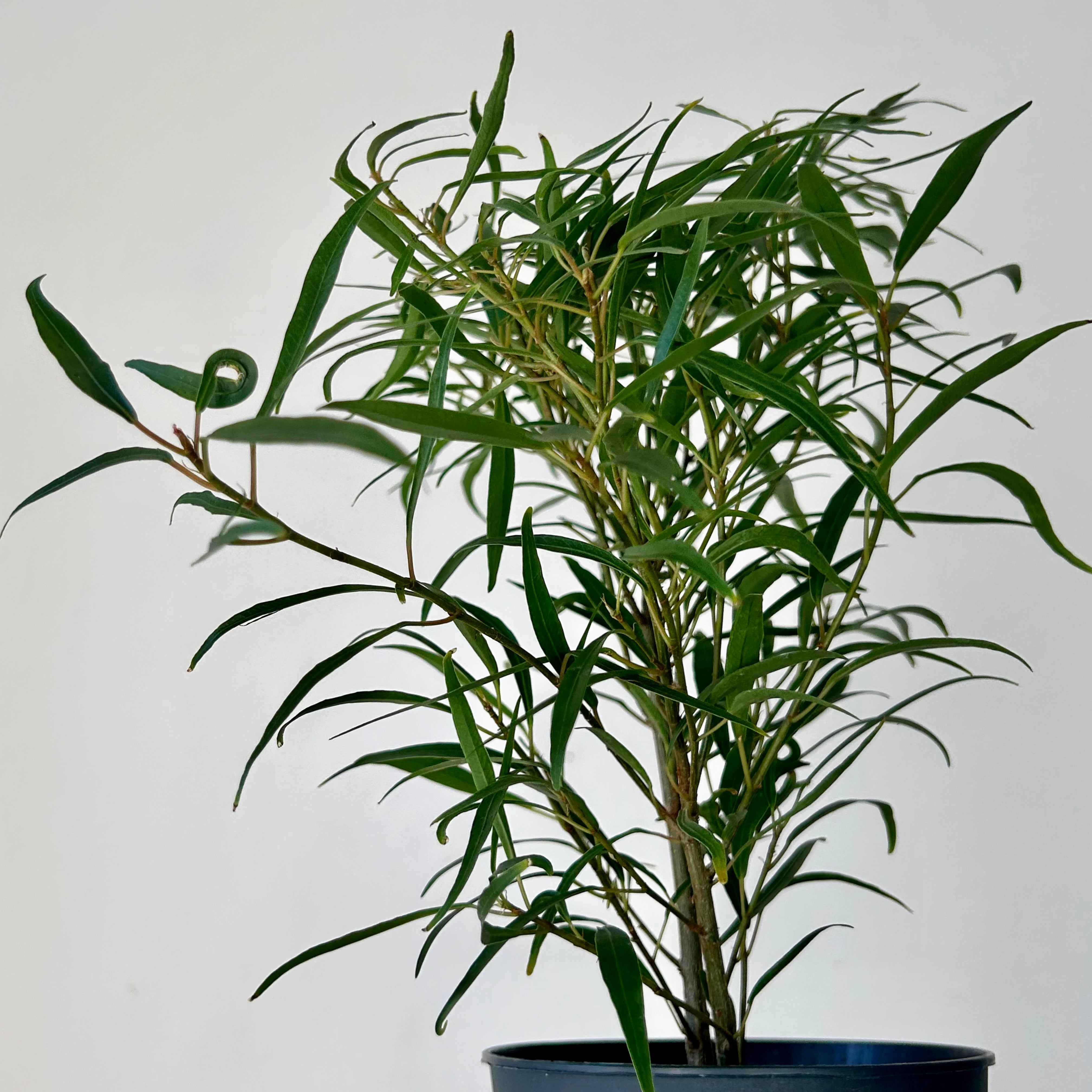 Ficus “Willow Leaf” (Salicaria) 5” pot