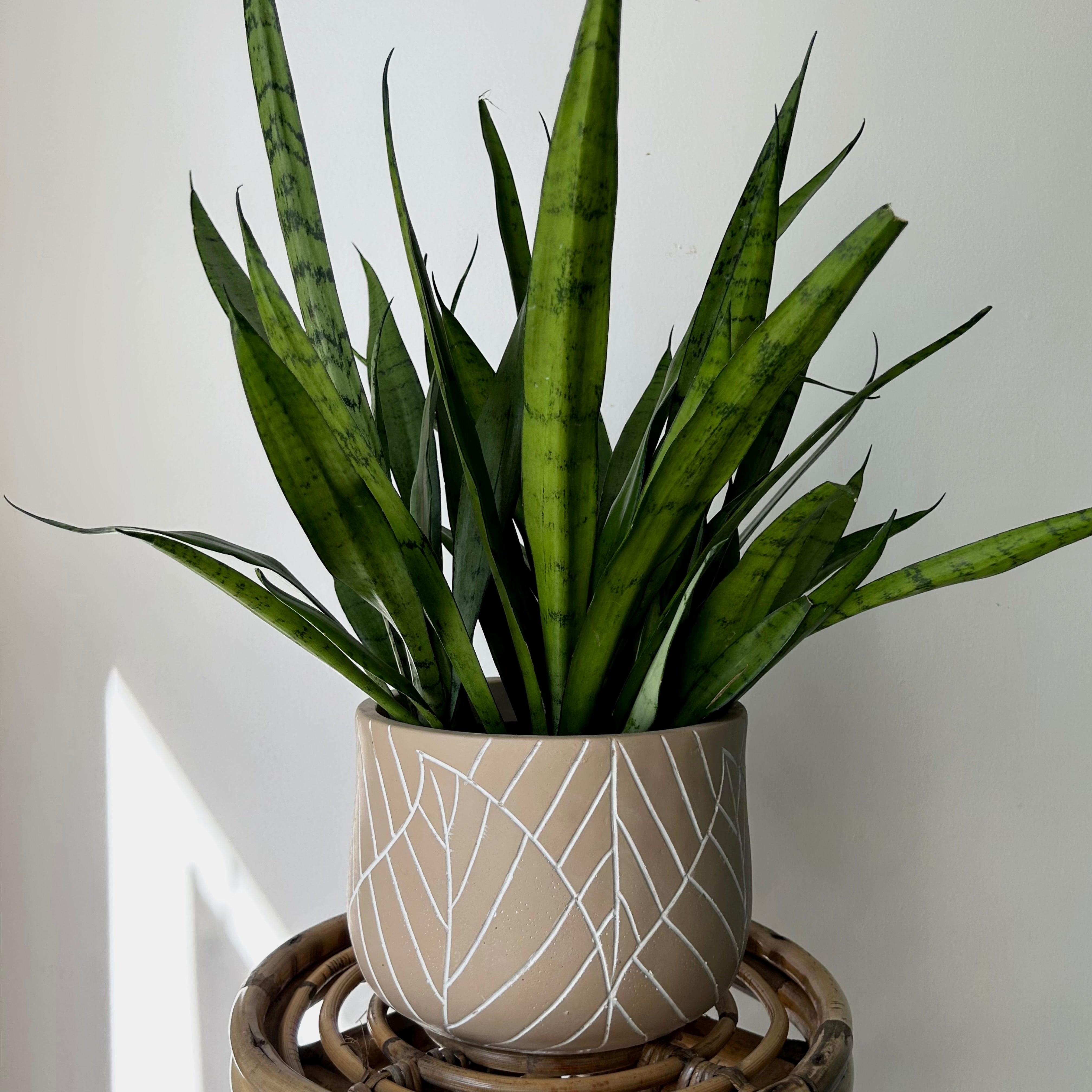 Sansevieria "Silver Streak"6”pot