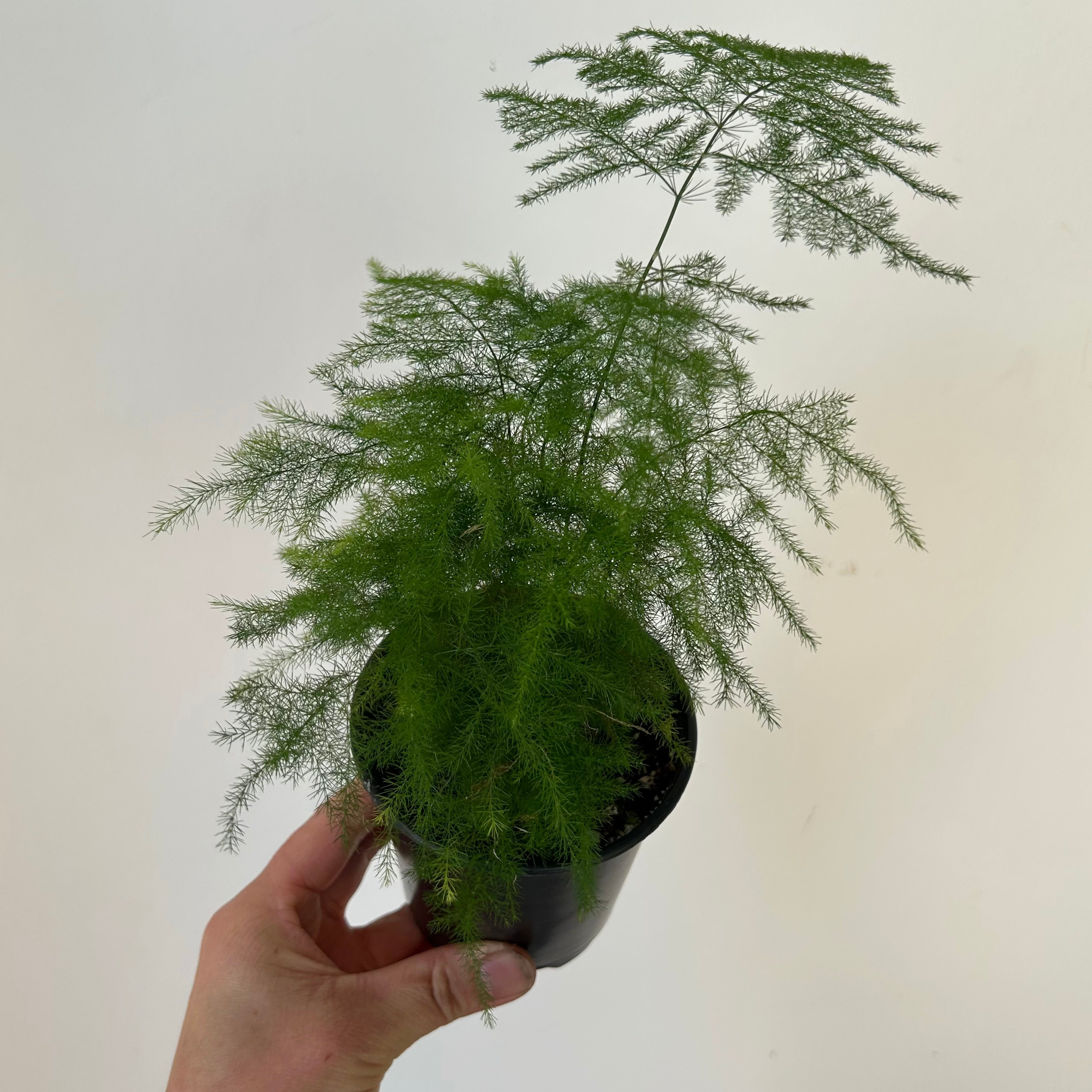 Common Asparagus Fern Plumosa 3.5" Pot