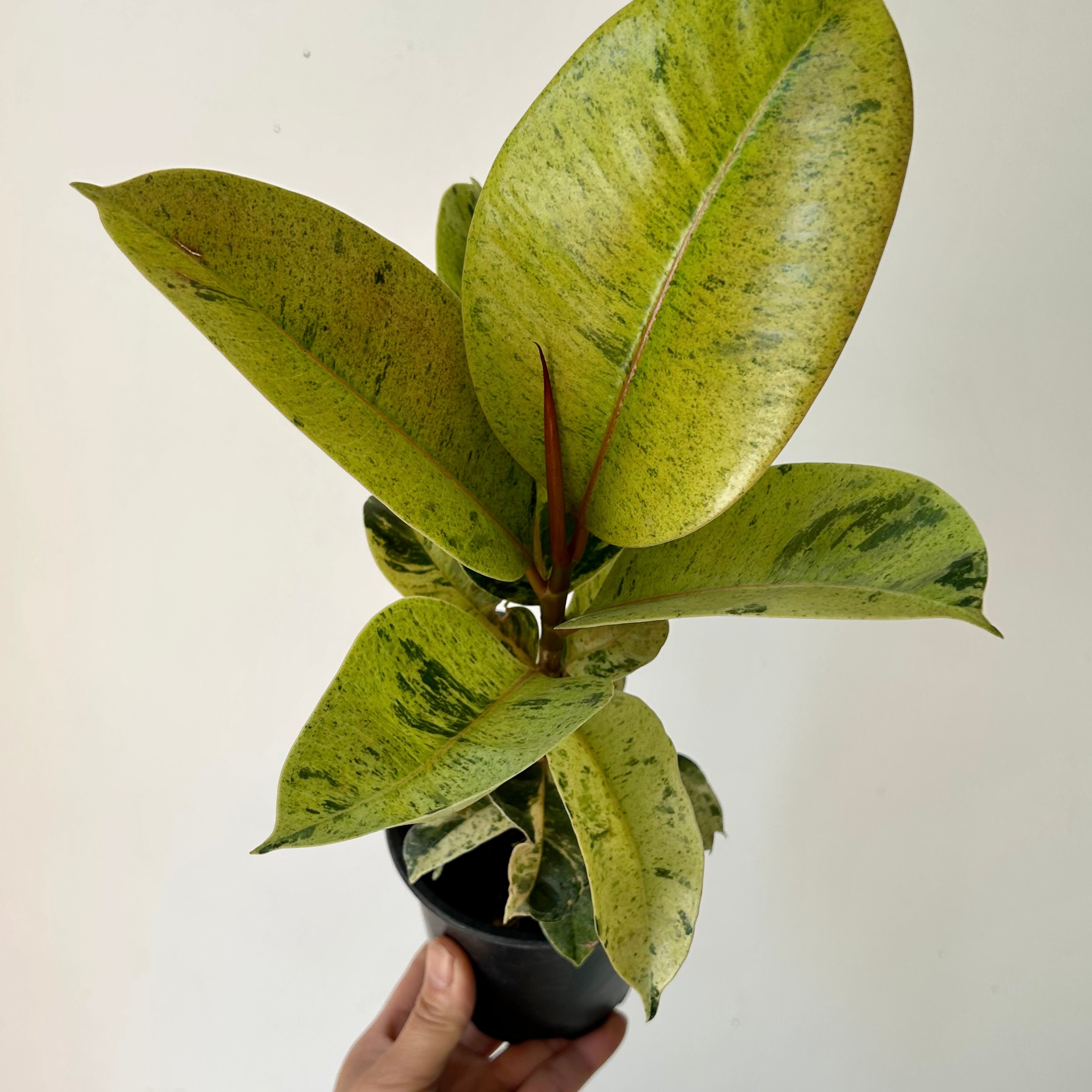 Ficus Shivereana Moonshine 4”pot