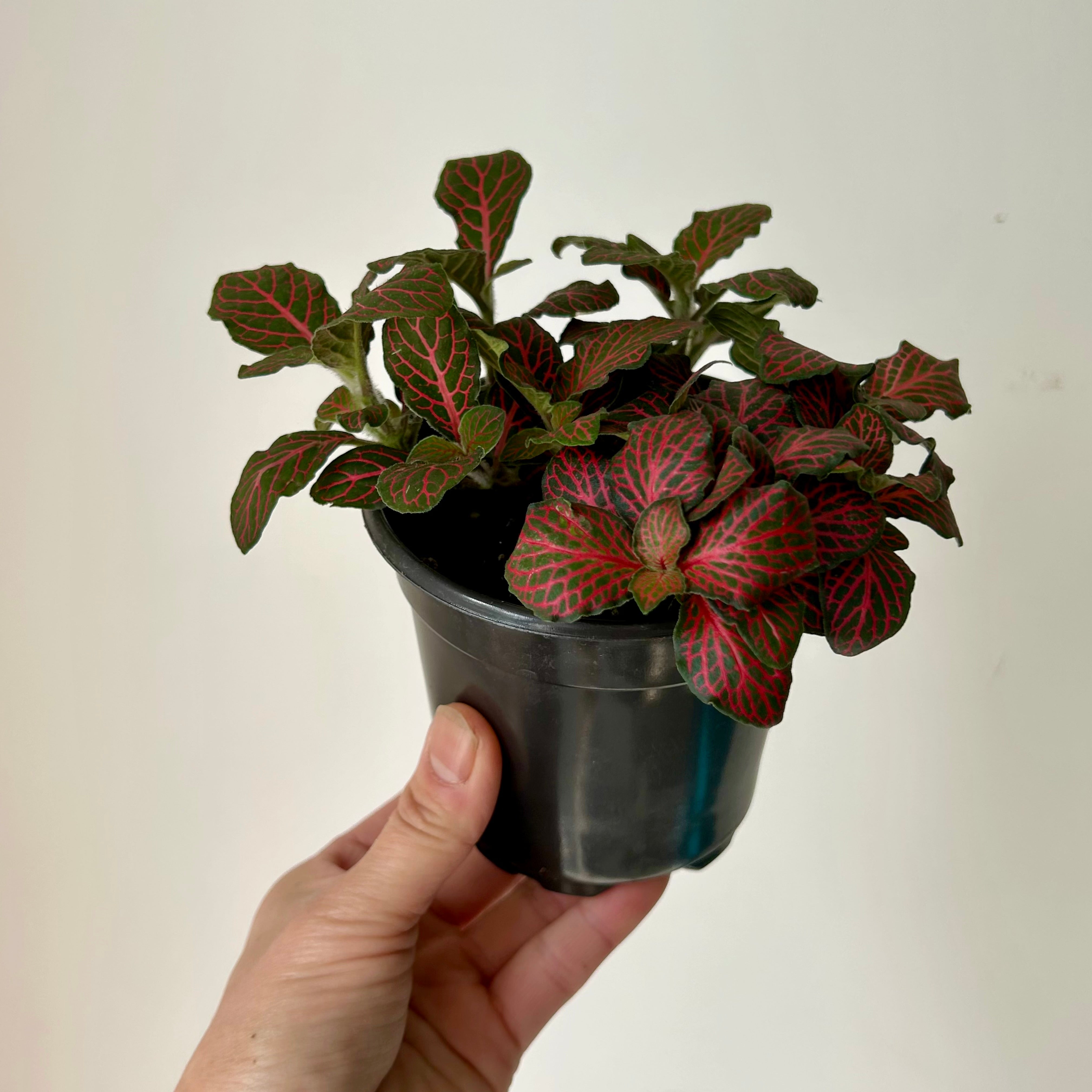 Nerve Plant Red (Fittonia) 3.5”pot
