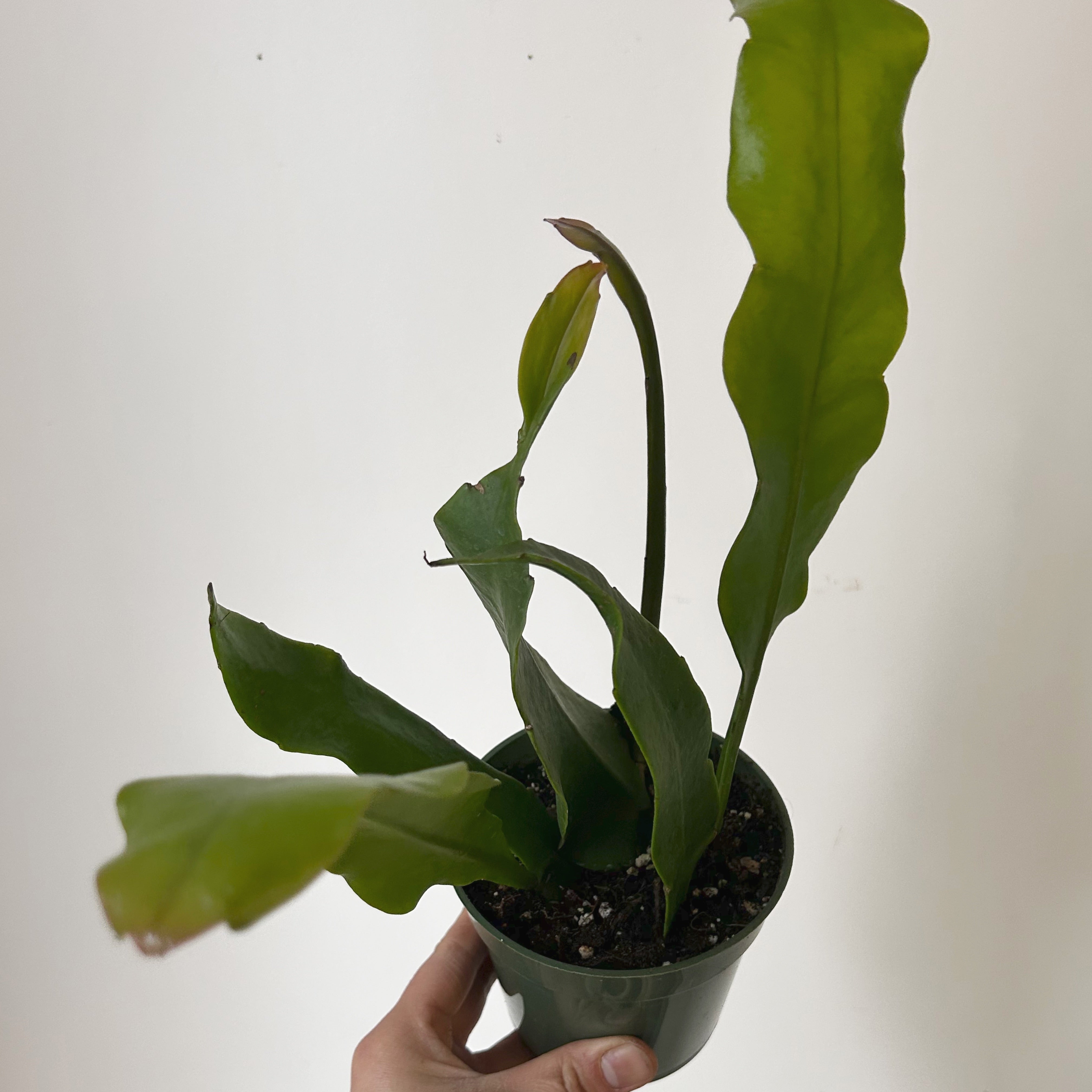 Queen-of-the-Night Jungle Cactus(Epiphyllum Oxypetalum) 4”pot