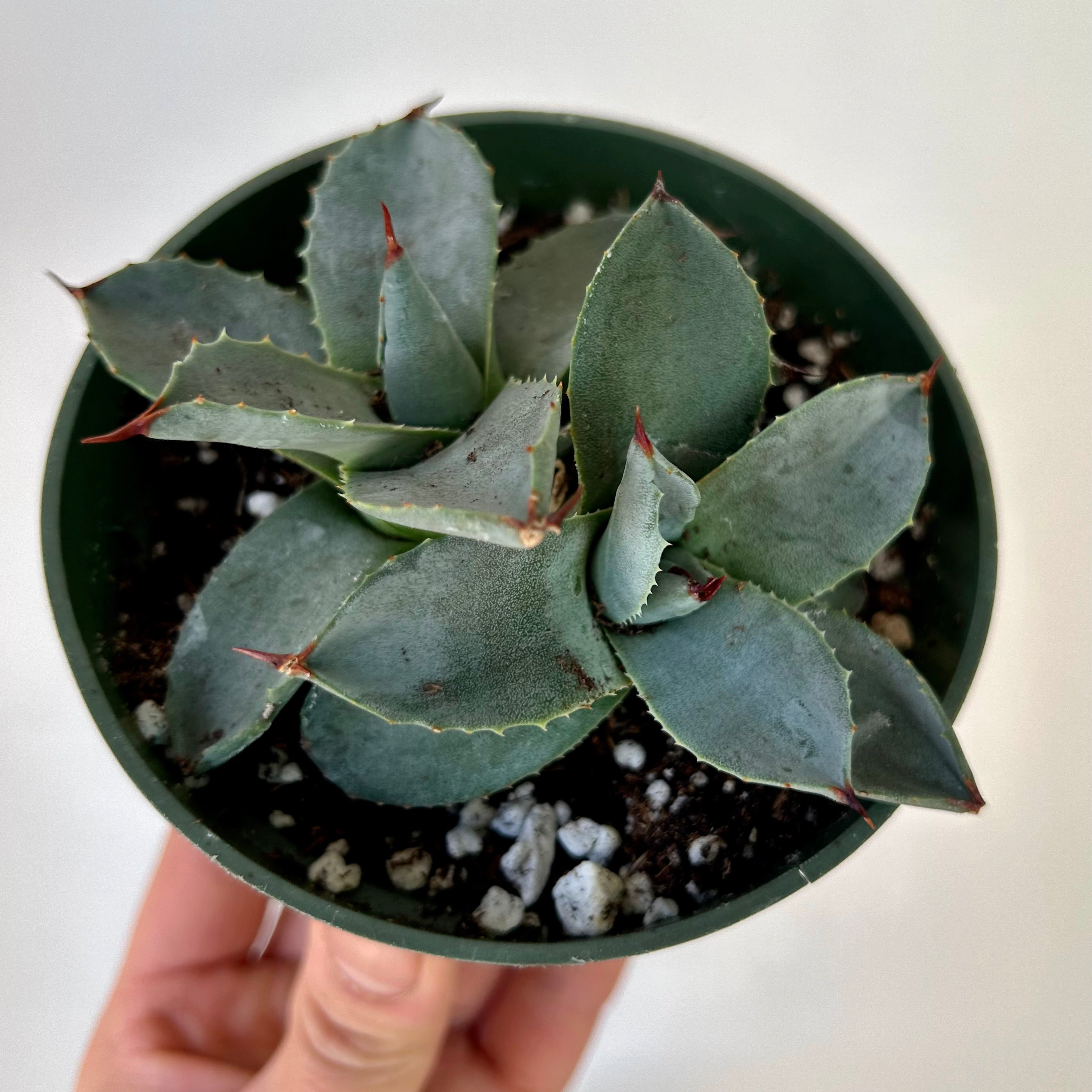Agave parryi 4”pot