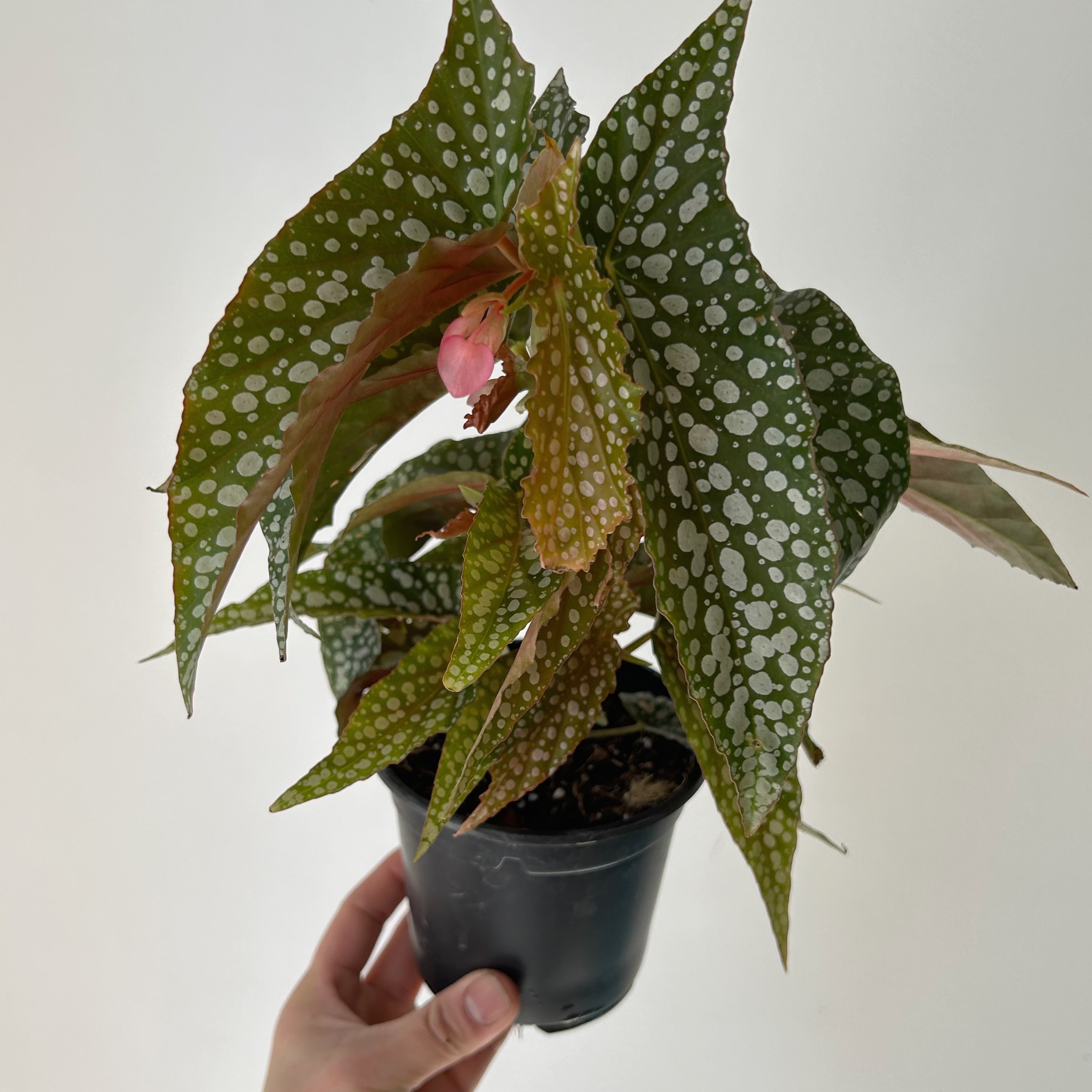 Begonia Maculata “Double Dot” 4”pot