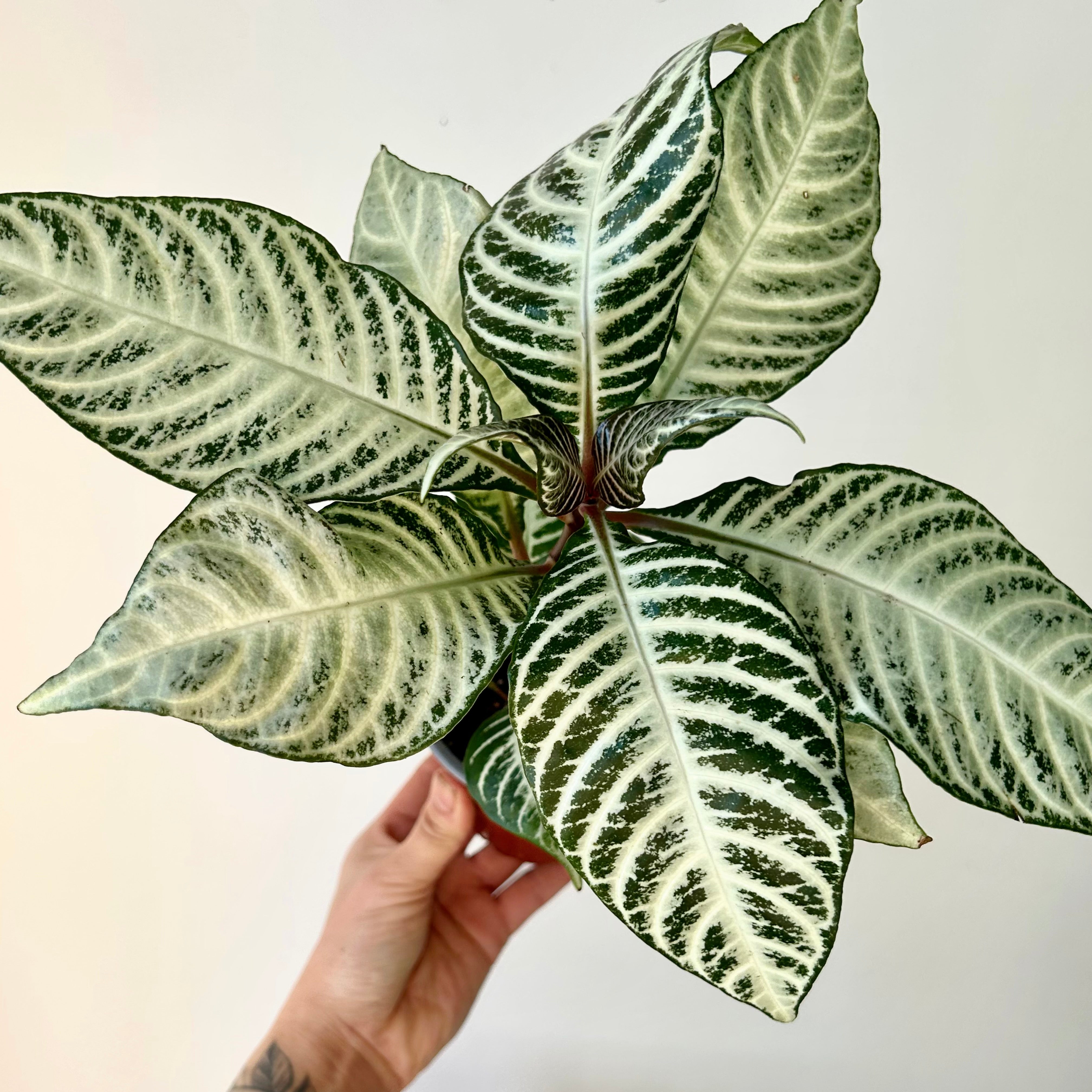 Aphelandra “Snowflake” 4" pot