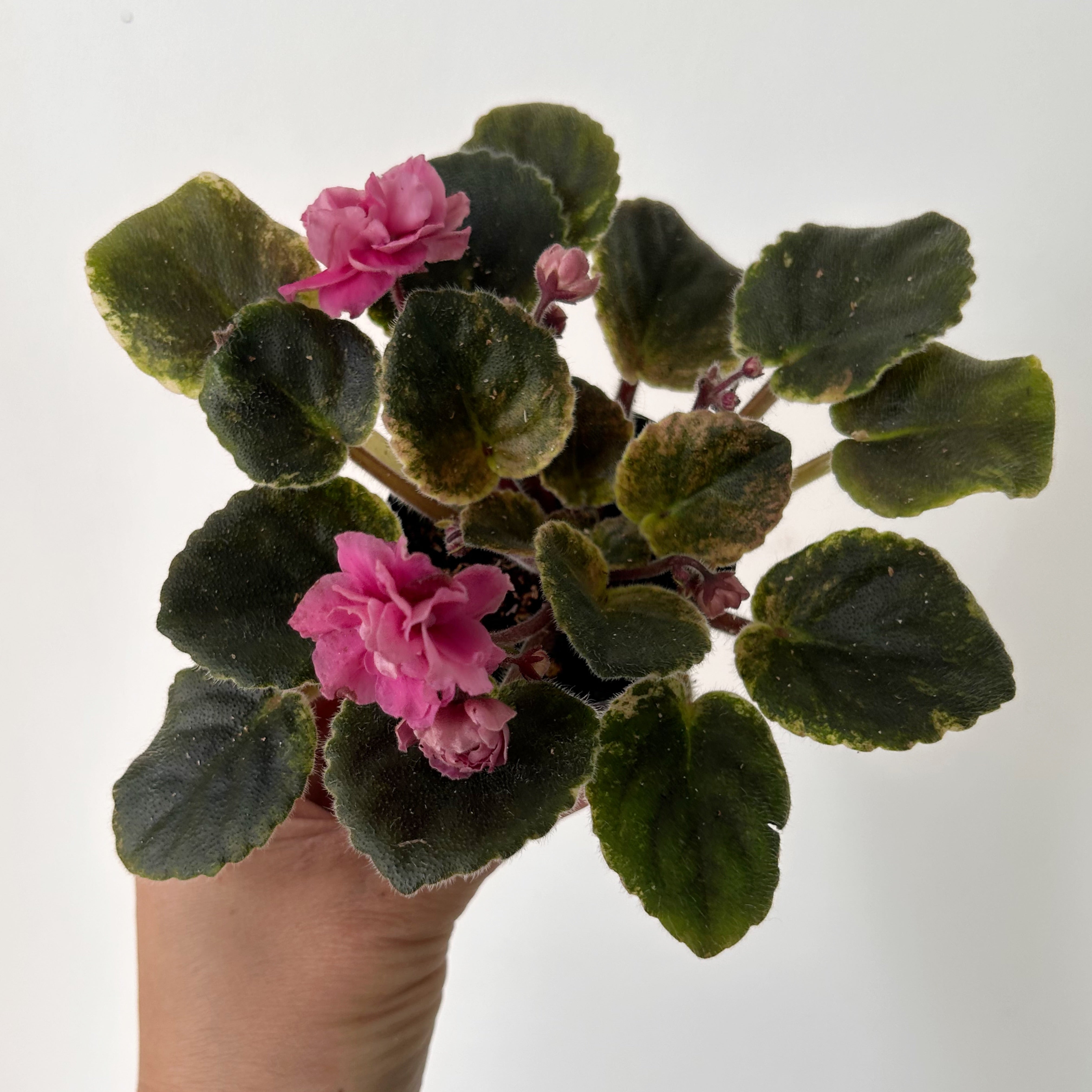 Variegated african violet (saintpaulia) 2.5” pot