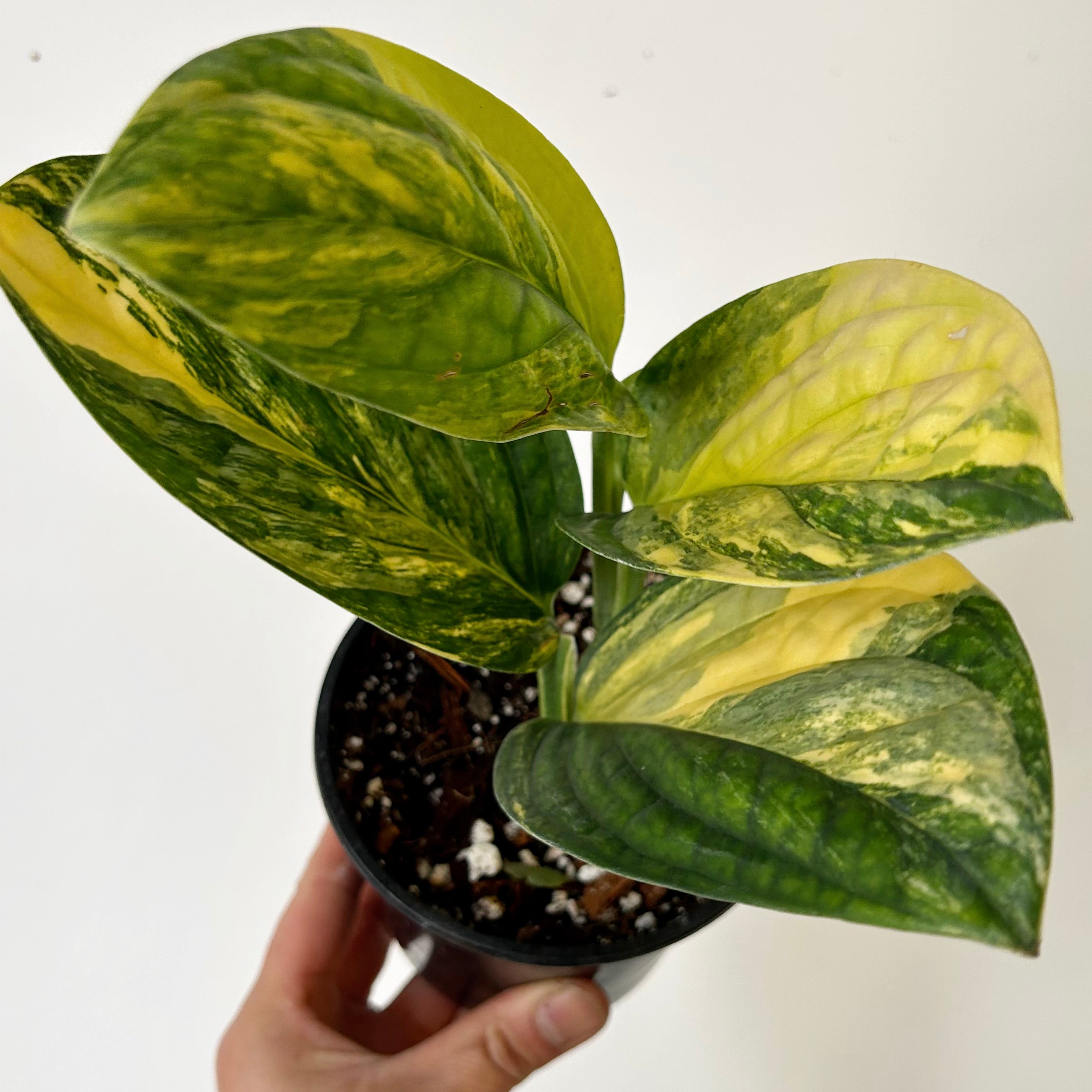 Variegated Monstera Peru ( Karstenianum) 4”pot
