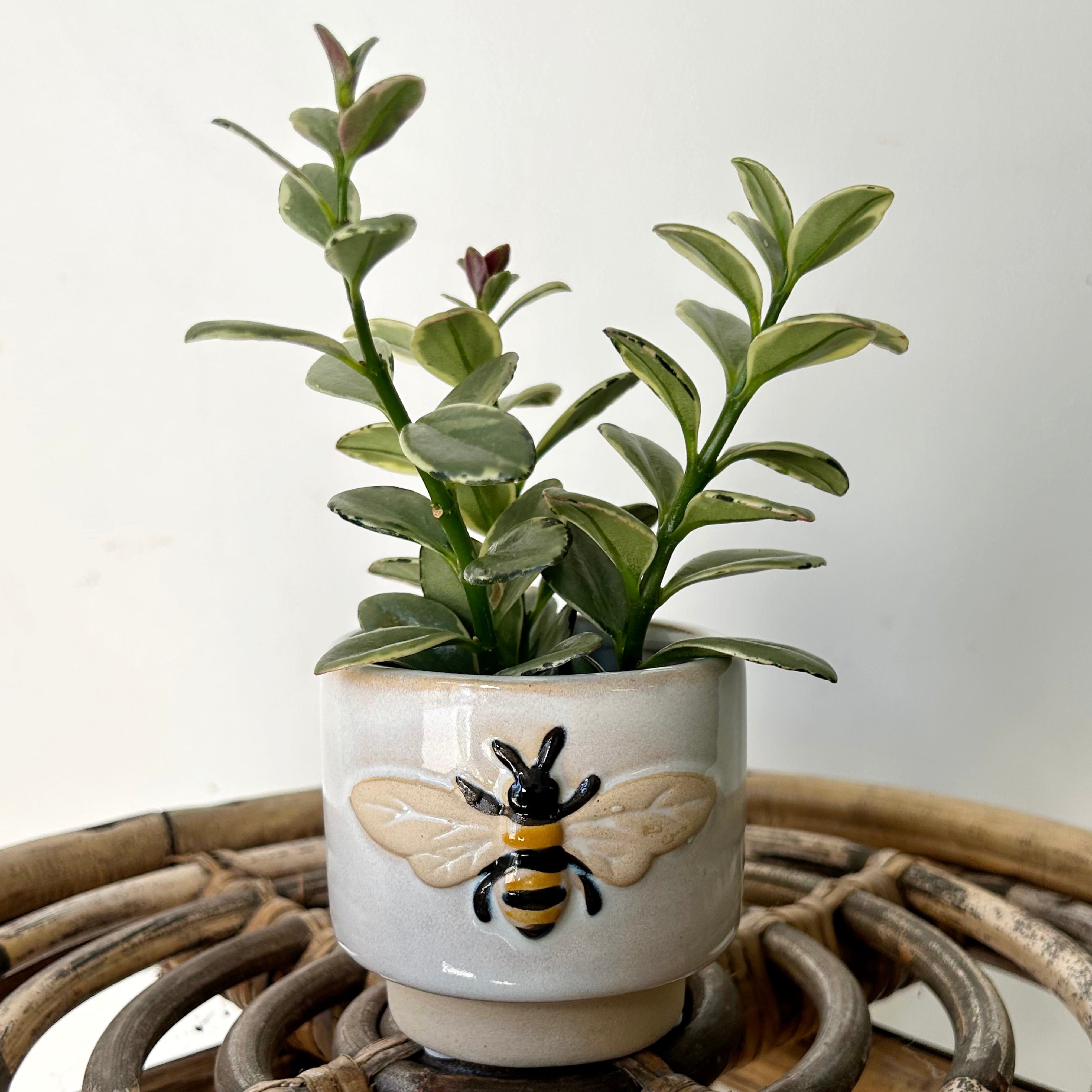 BUMBLE BEE Decorative Pot (3”x3”)