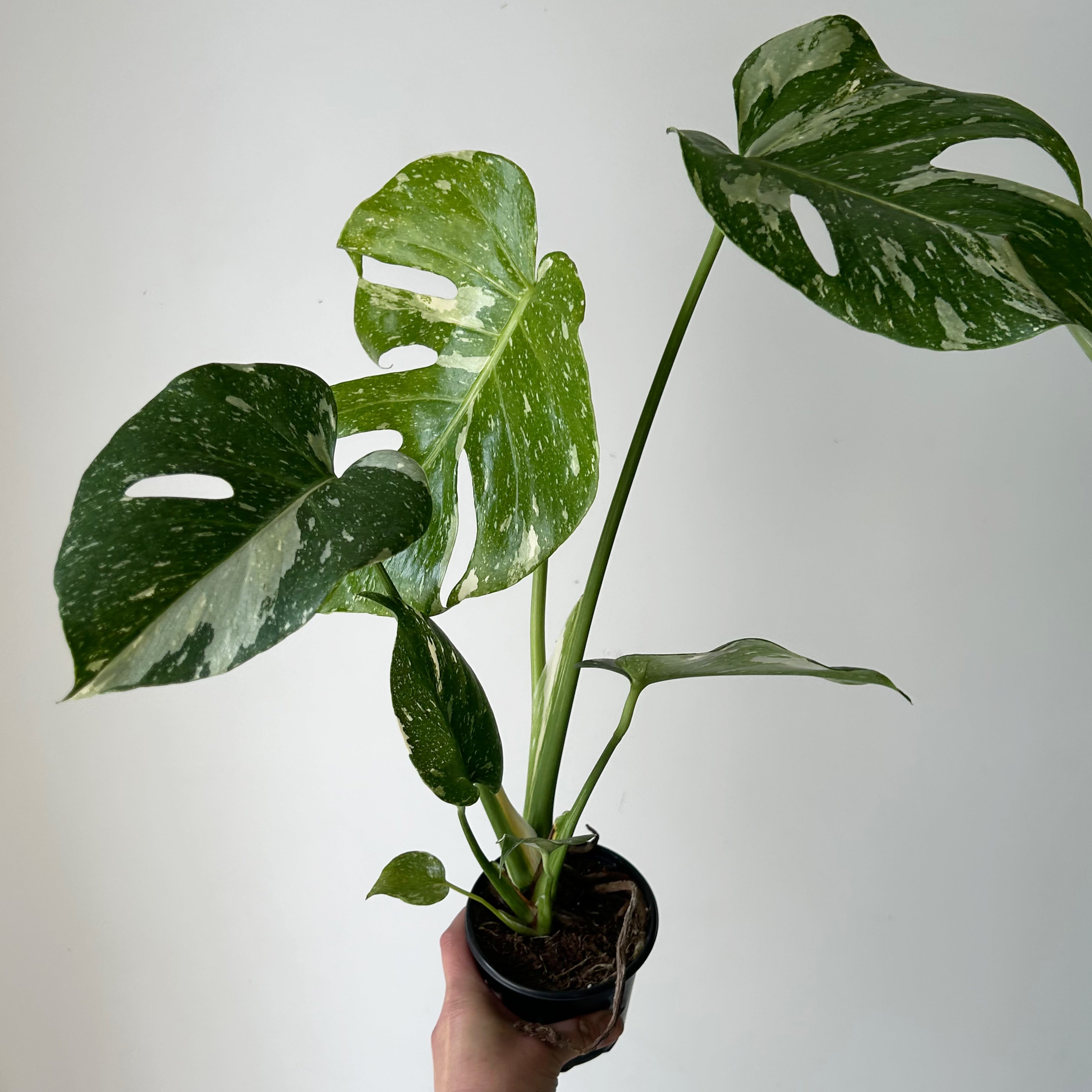 Monstera “Thai Constellation" 3.5”pot