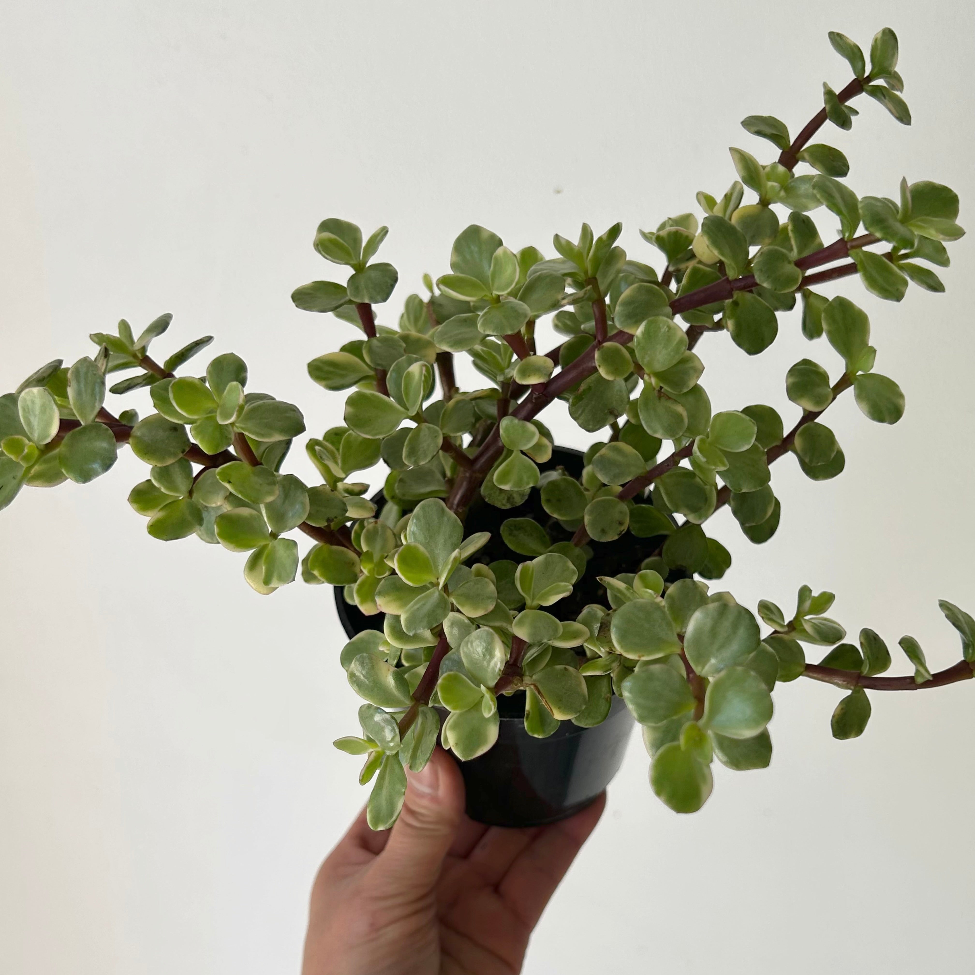 Variegated Elephant Bush Succulent  (Portulacaria Afra) 4" pot