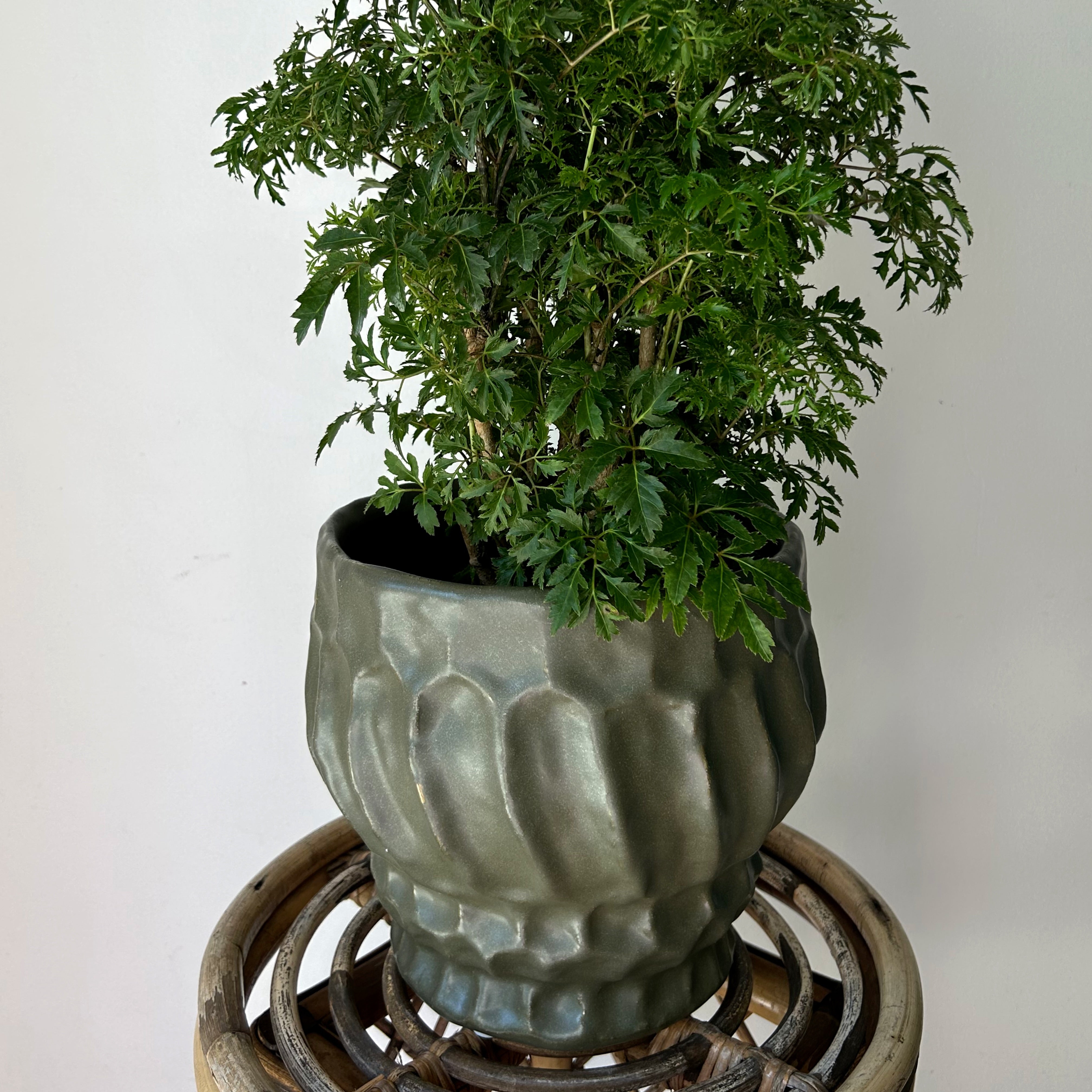 IRIS Raised Decorative Pot (available in two sizes) Dark Green