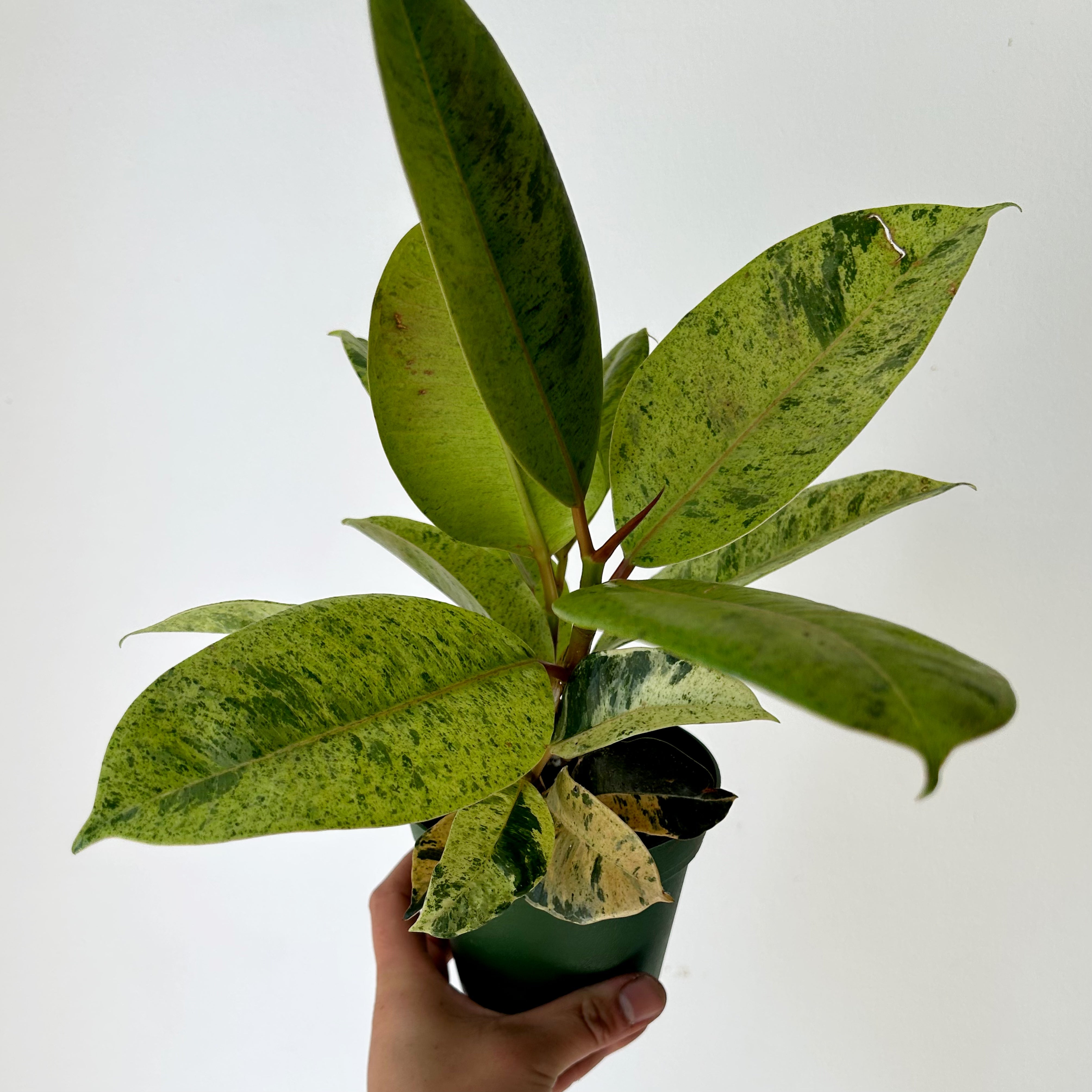Ficus Shivereana Moonshine 4”pot