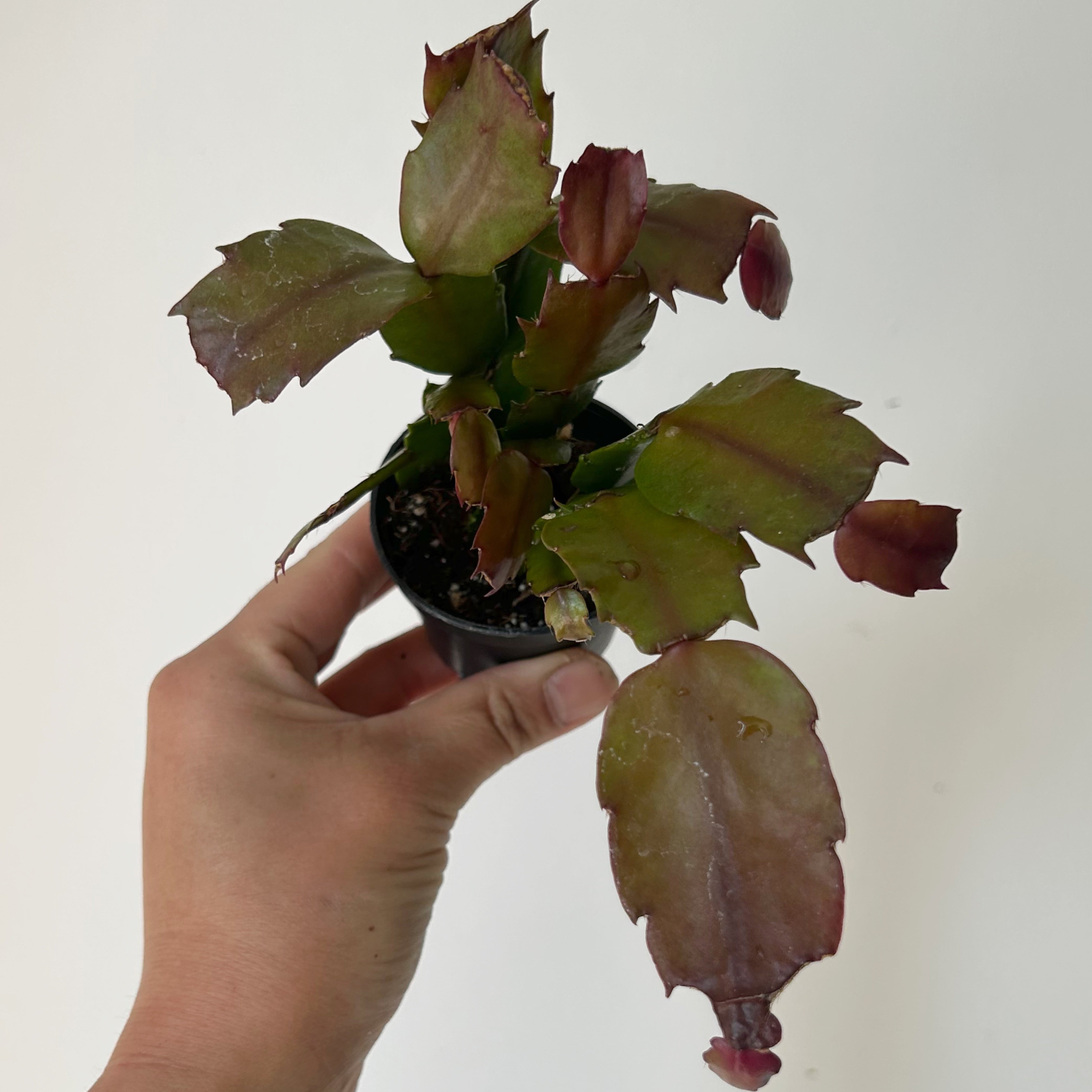 Thanksgiving Cactus (Schlumbergera) 2.5”pot