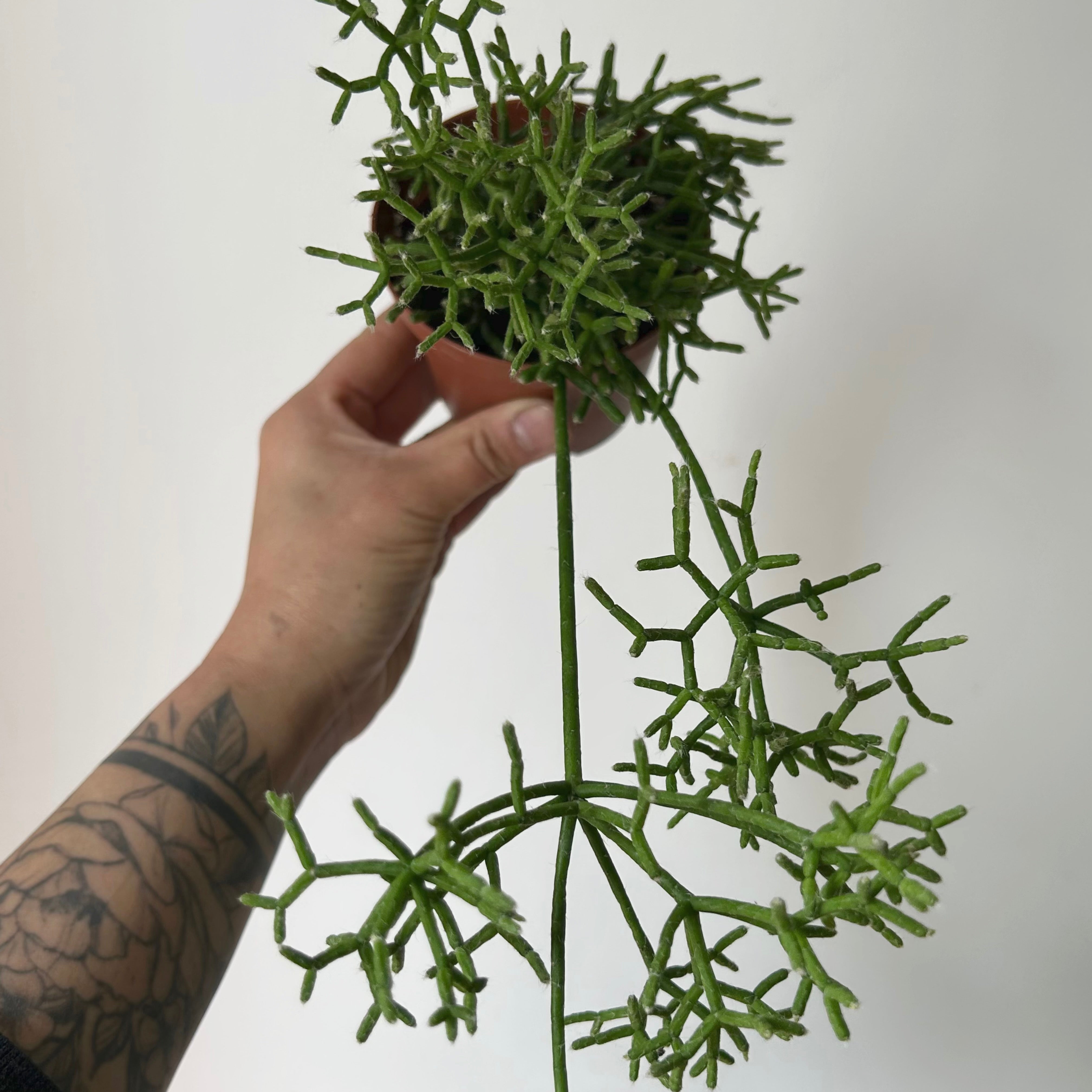 Rhipsalis cereuscula 3.5”pot