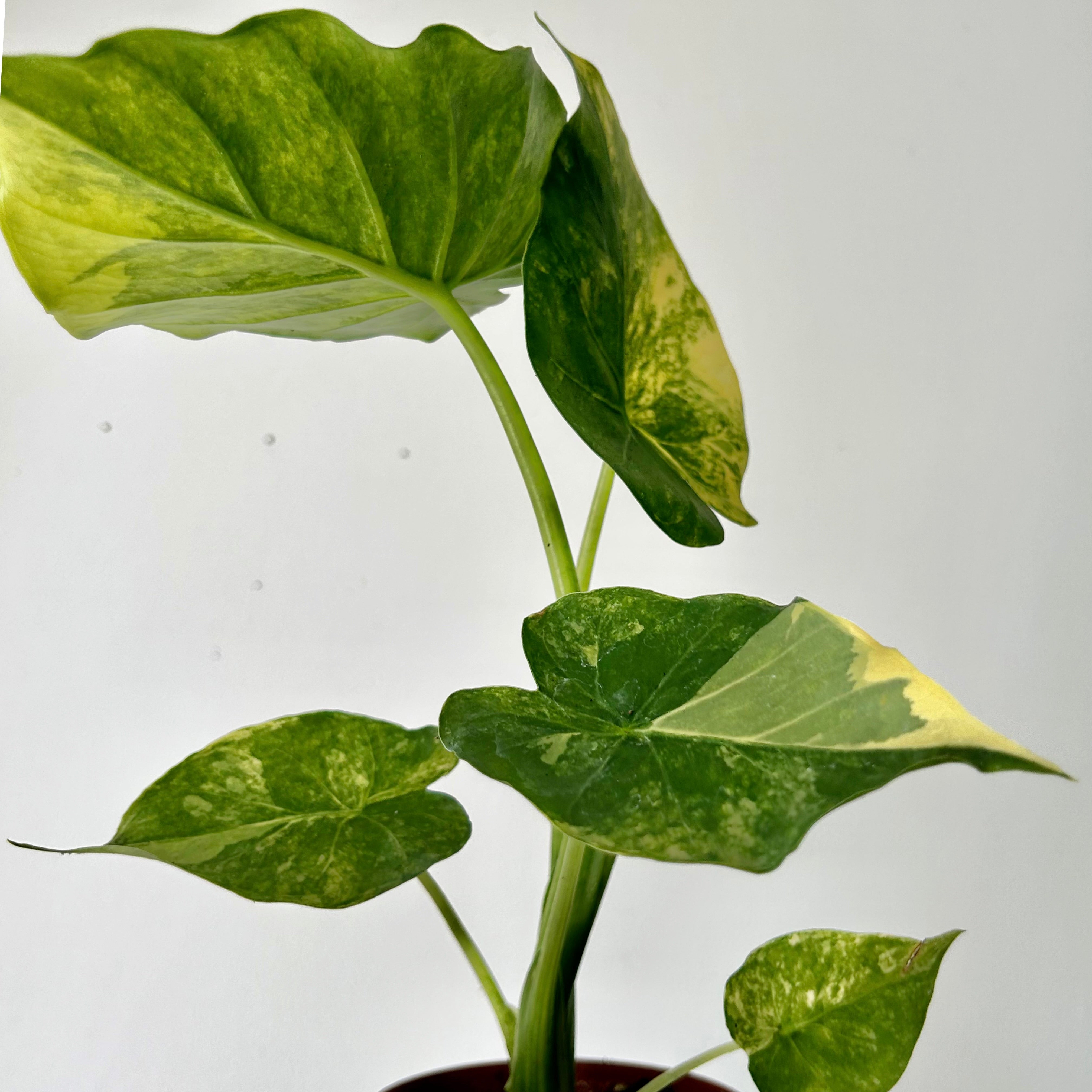 Alocasia odora aurea variegata 3.5” pot