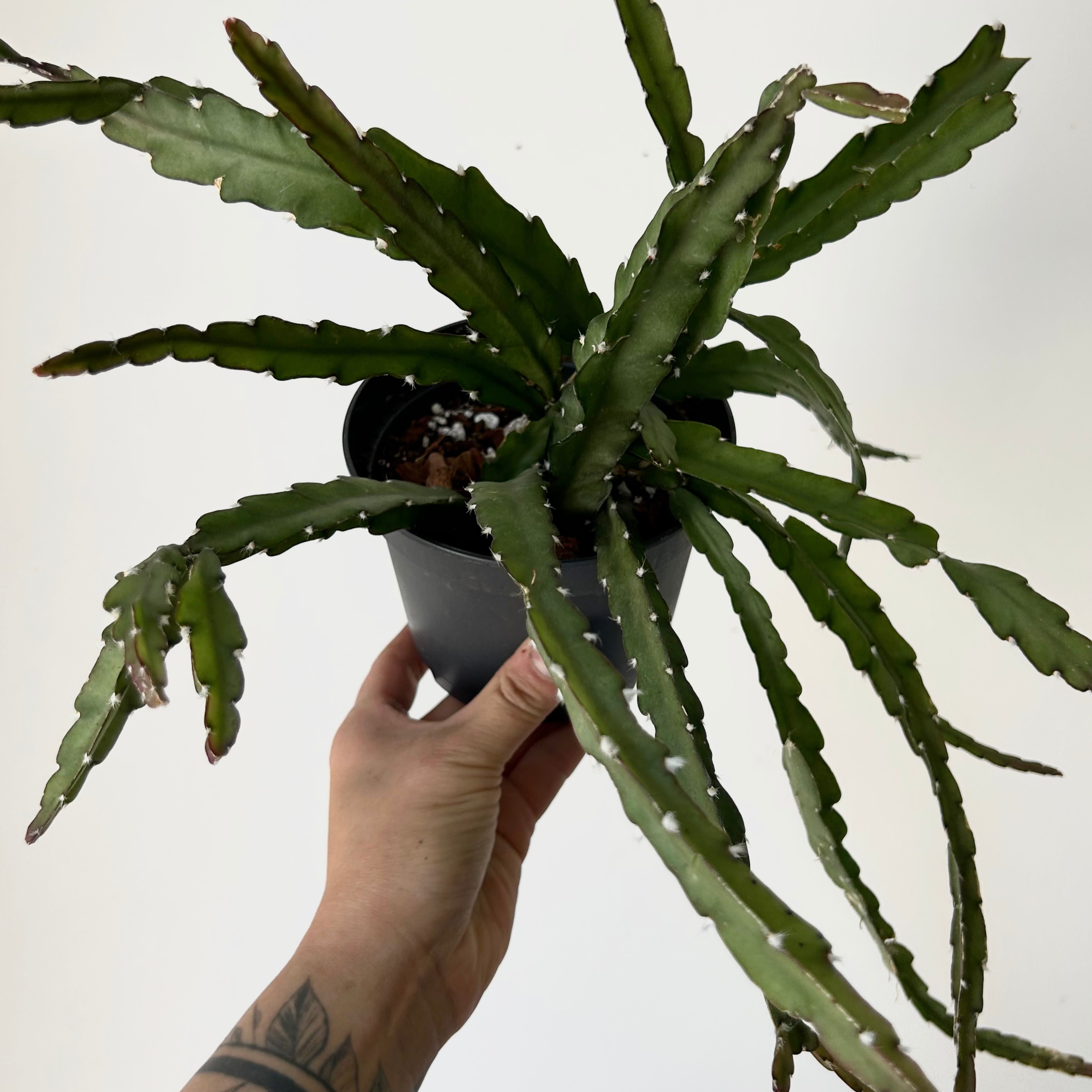 Hurricane Cactus (Lepismium cruciforme) 5”pot