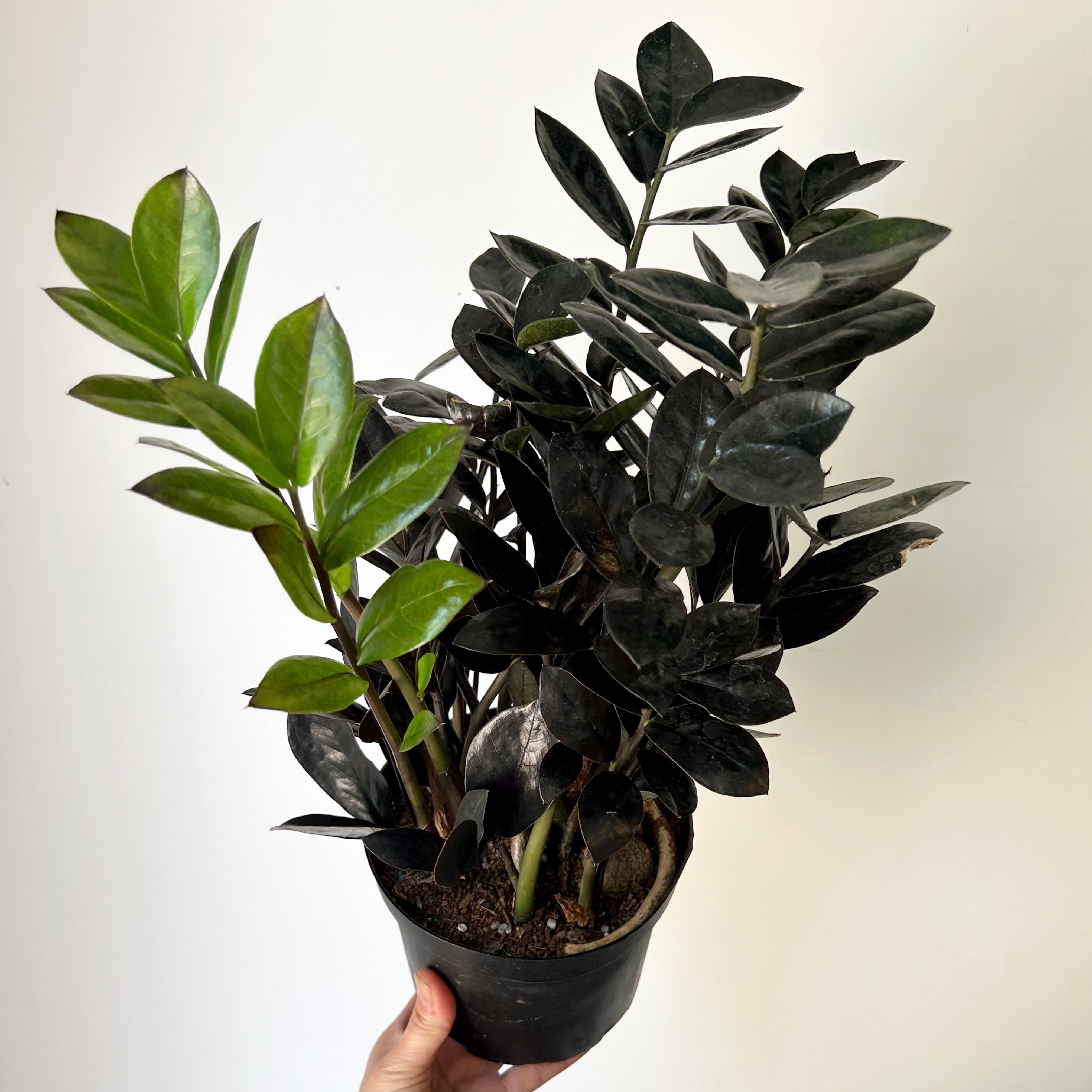 Black ZZ  (Zamioculcas zamiifolia) approximately 22inches tall in 6" pot