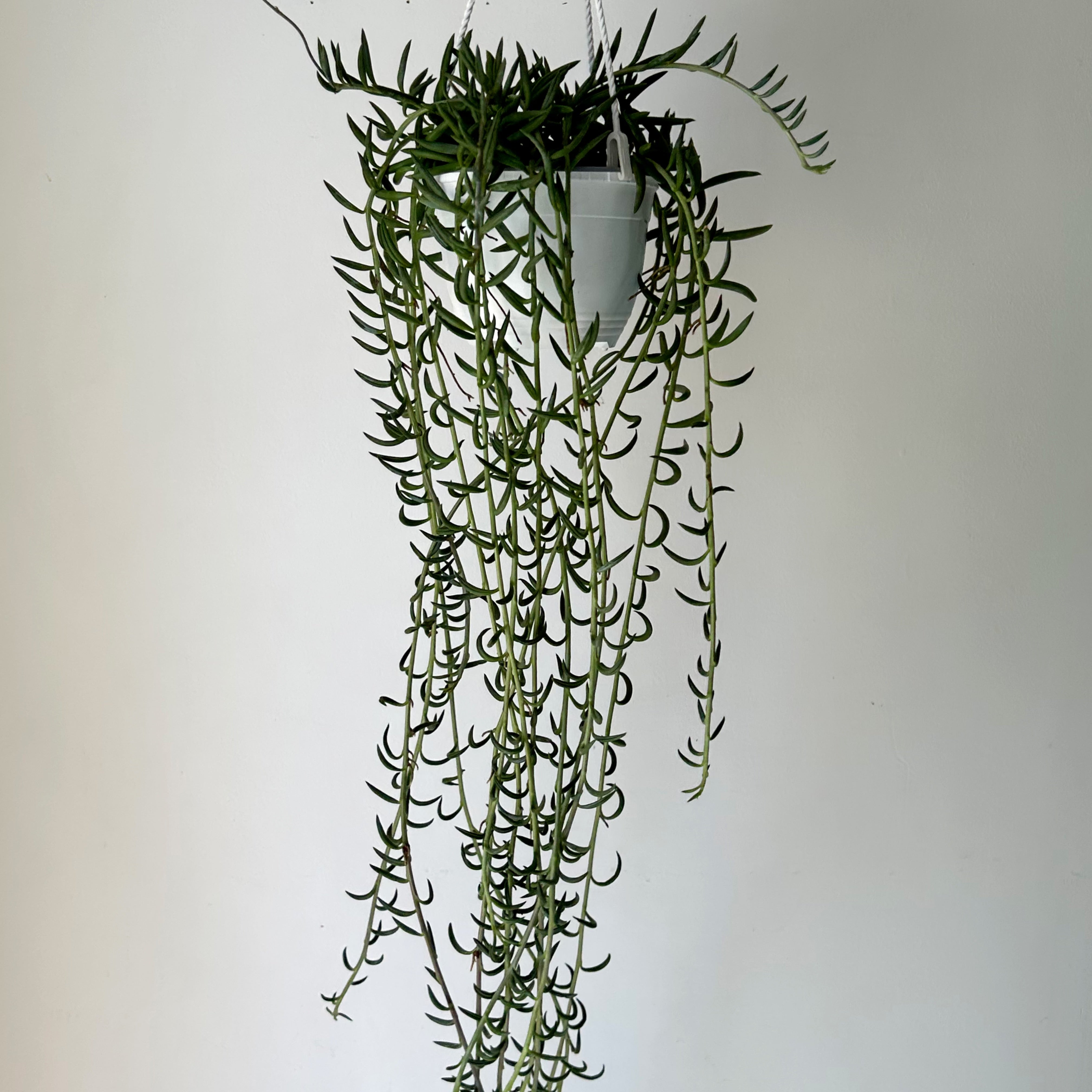 String of Fishhooks (Senecio) 6” hanging basket