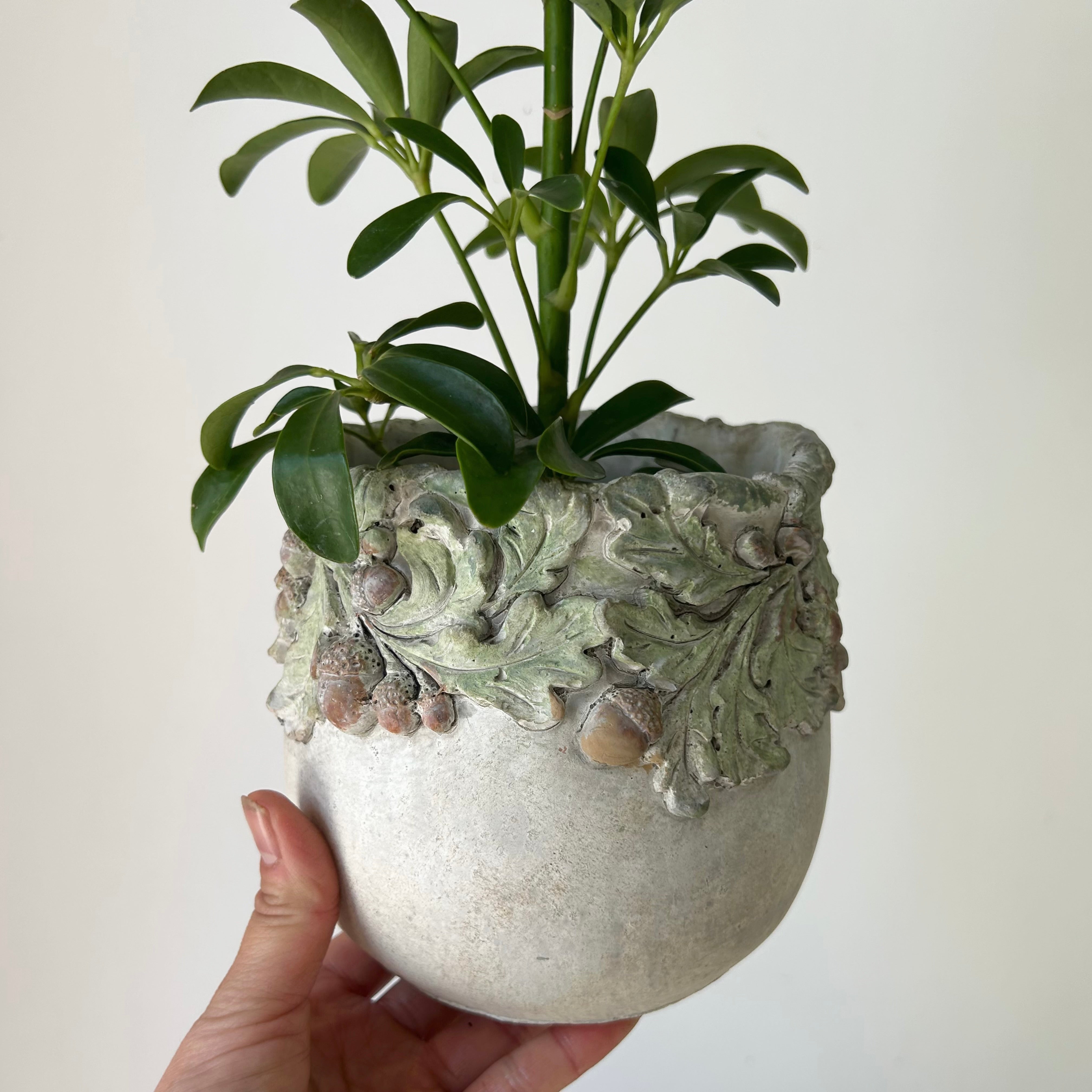 OAKWOOD Decorative Cement Pot (available in two sizes)