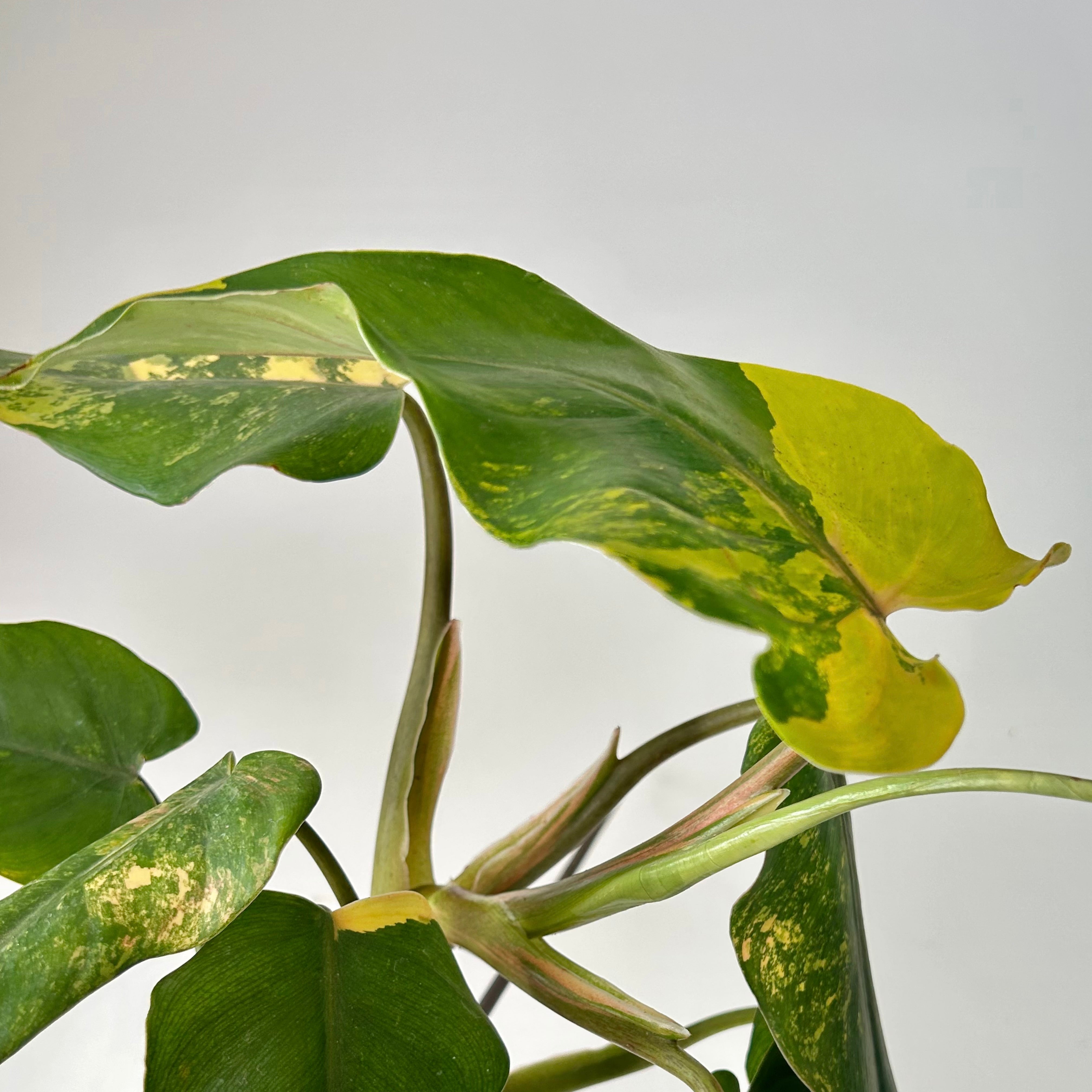 Variegated  Philodendron domesticum on trellis 4” pot