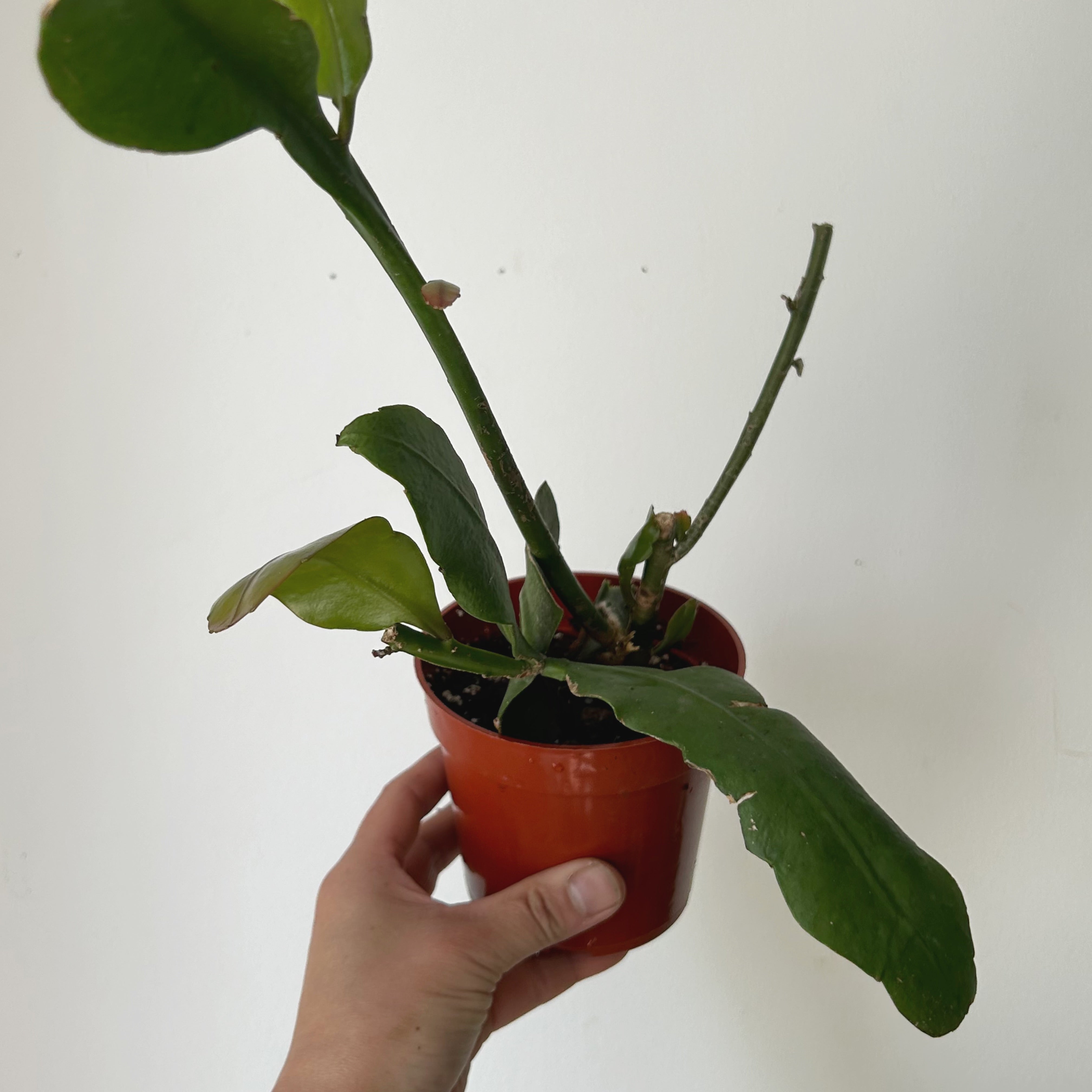 Queen-of-the-Night Jungle Cactus(Epiphyllum Oxypetalum) 4”pot