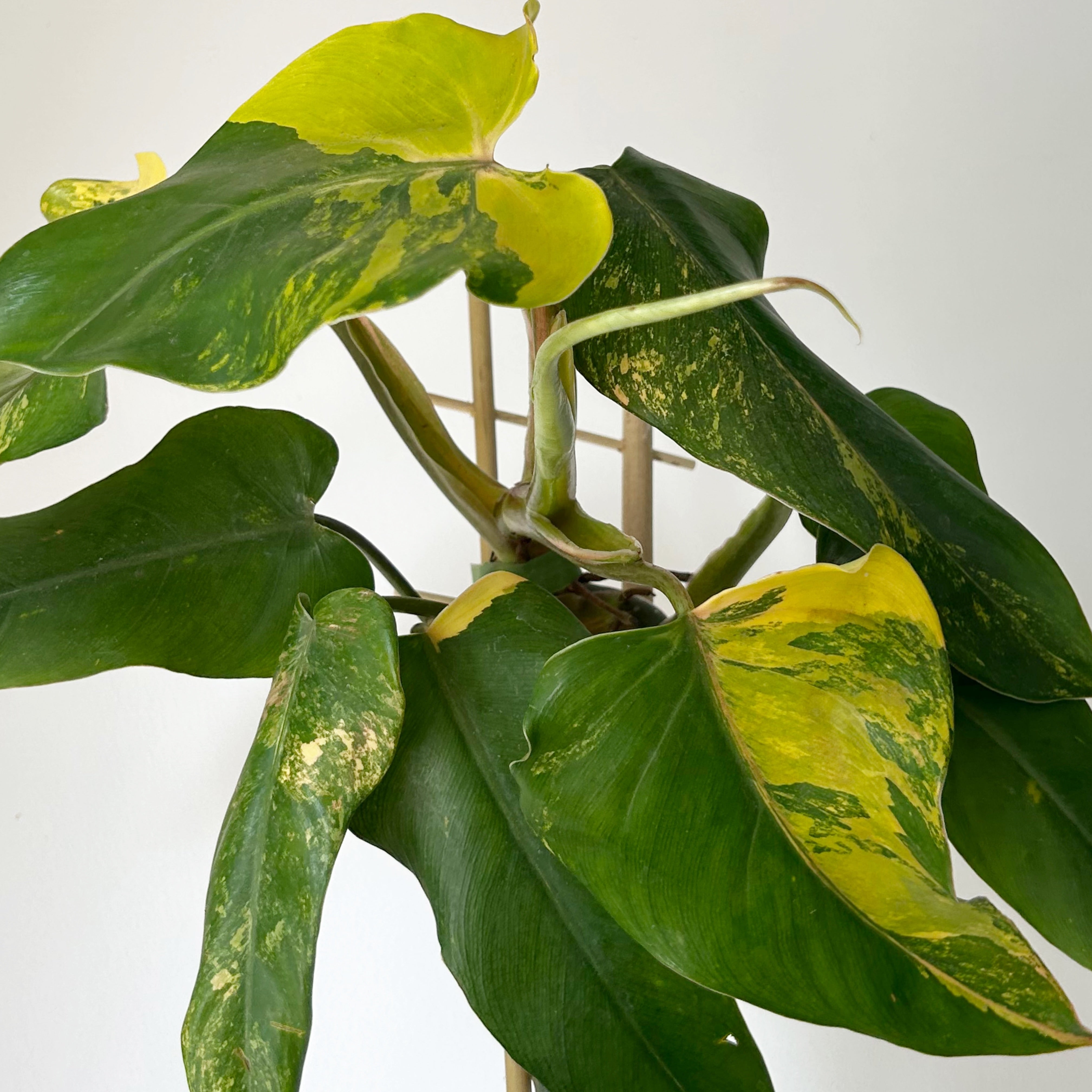 Variegated  Philodendron domesticum on trellis 4” pot