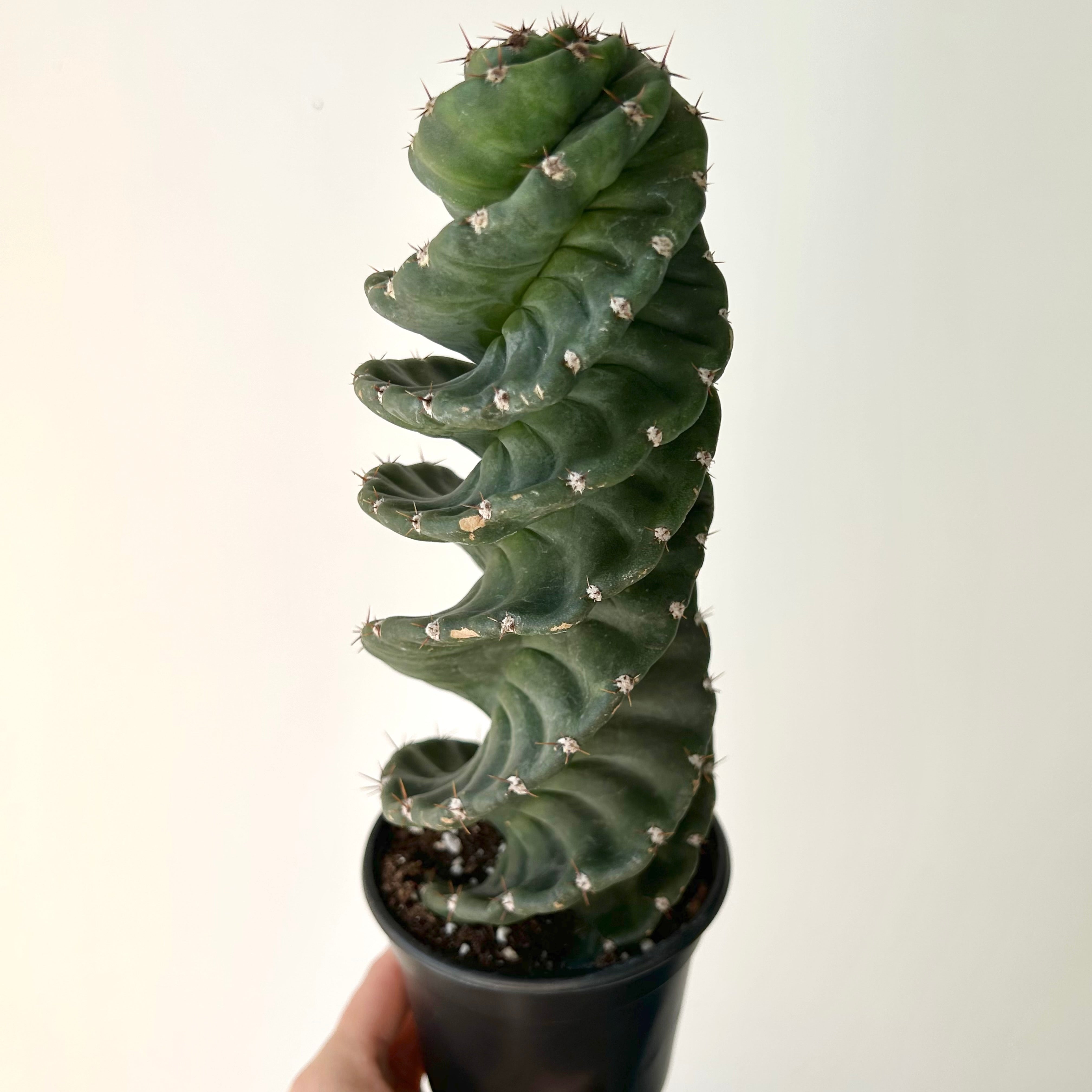 Spiral Cactus (Cereus forbesii spiralis) approximately 1 ft tall in 4”pot