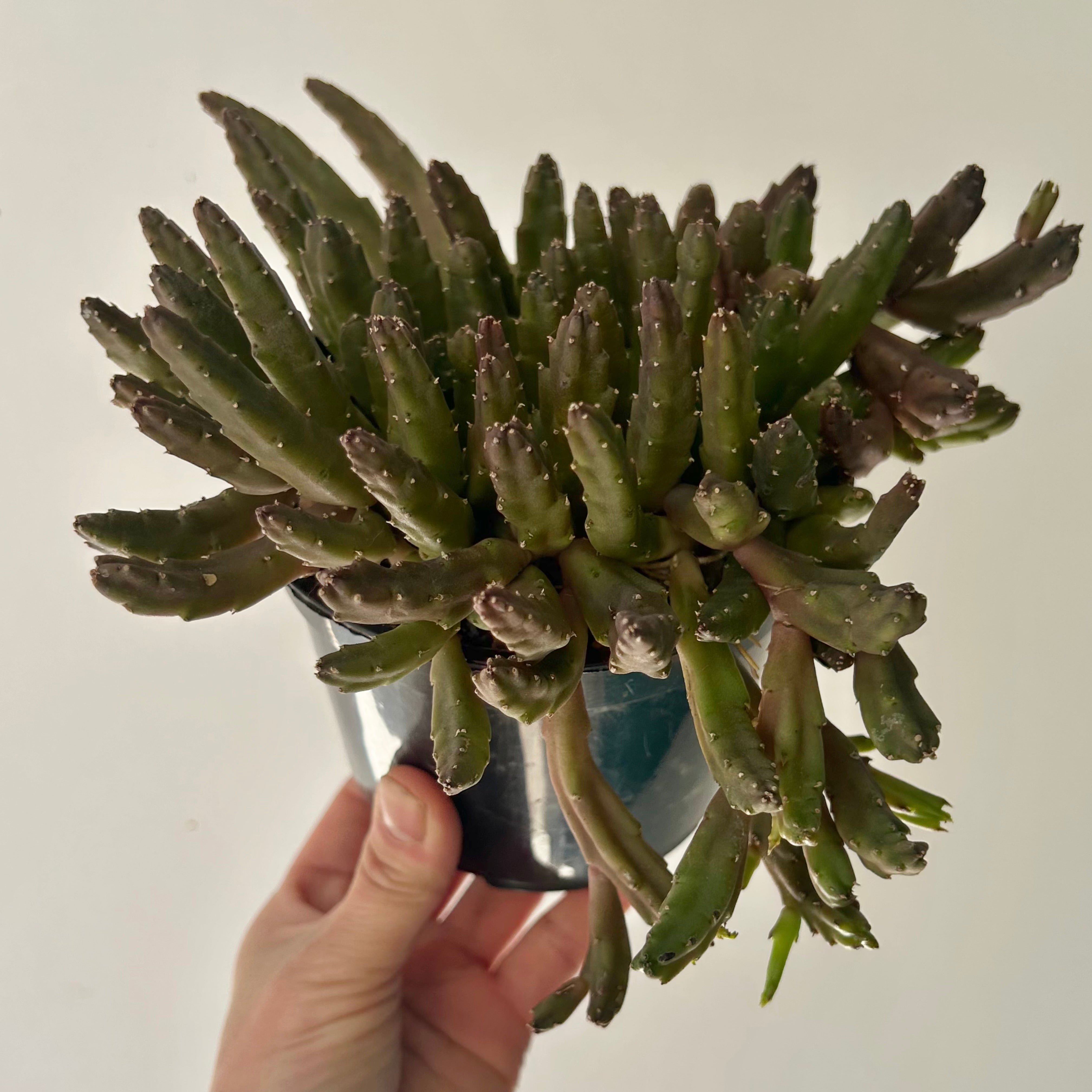 Stapelia schinzii 5”pot