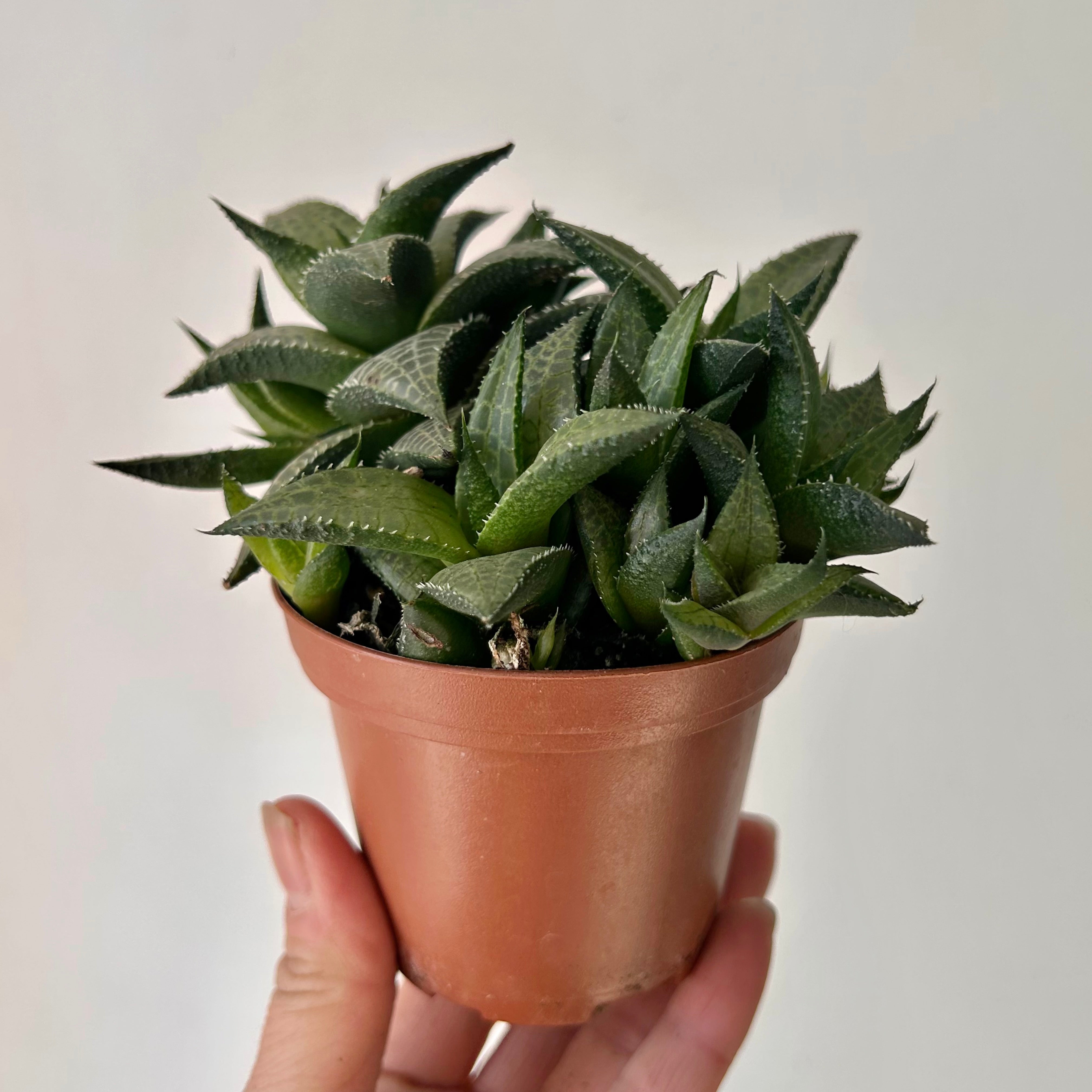 Haworthia "Venosa" 3.5” pot