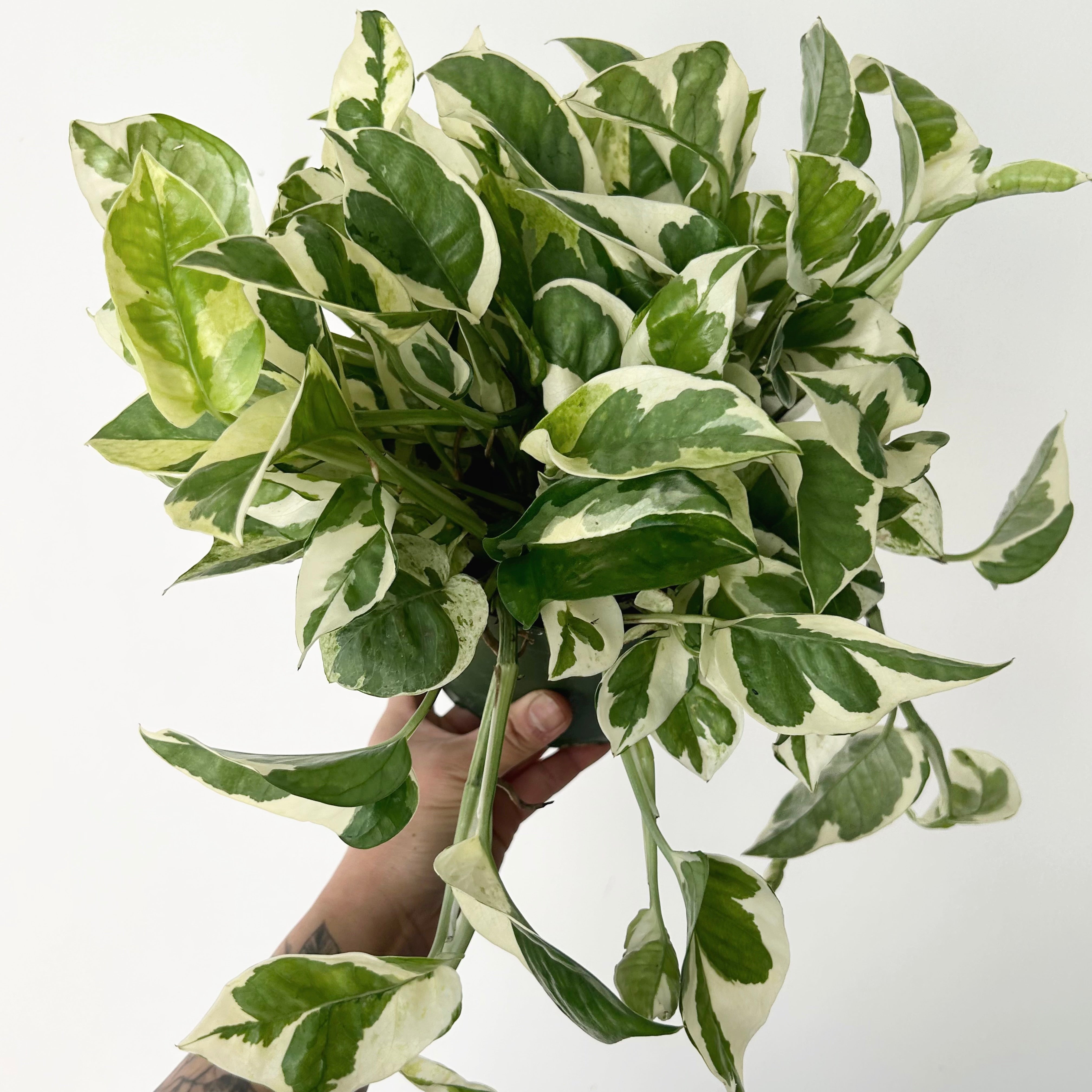 Pothos NJoy 6”pot