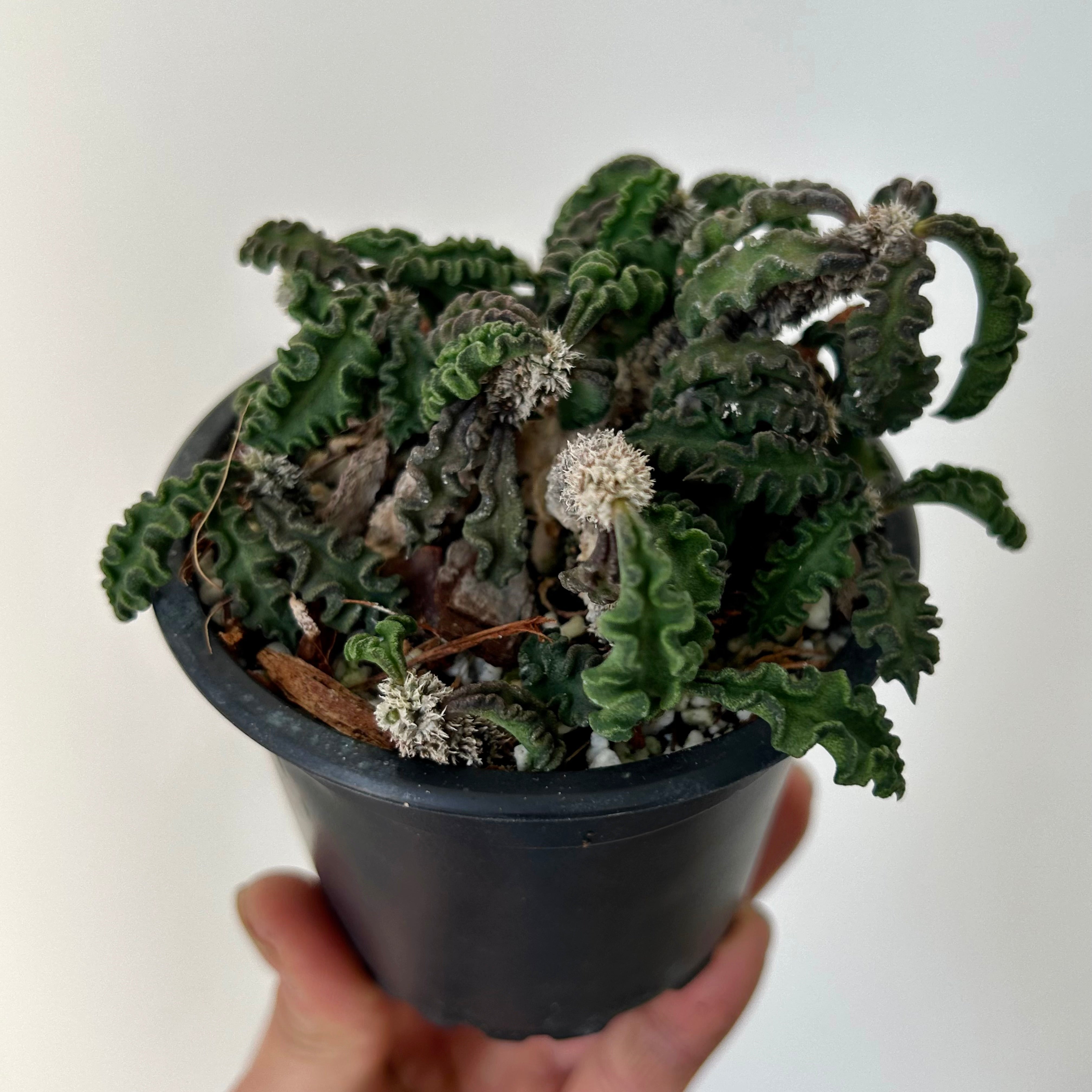 Euphorbia decaryi 3.5”pot