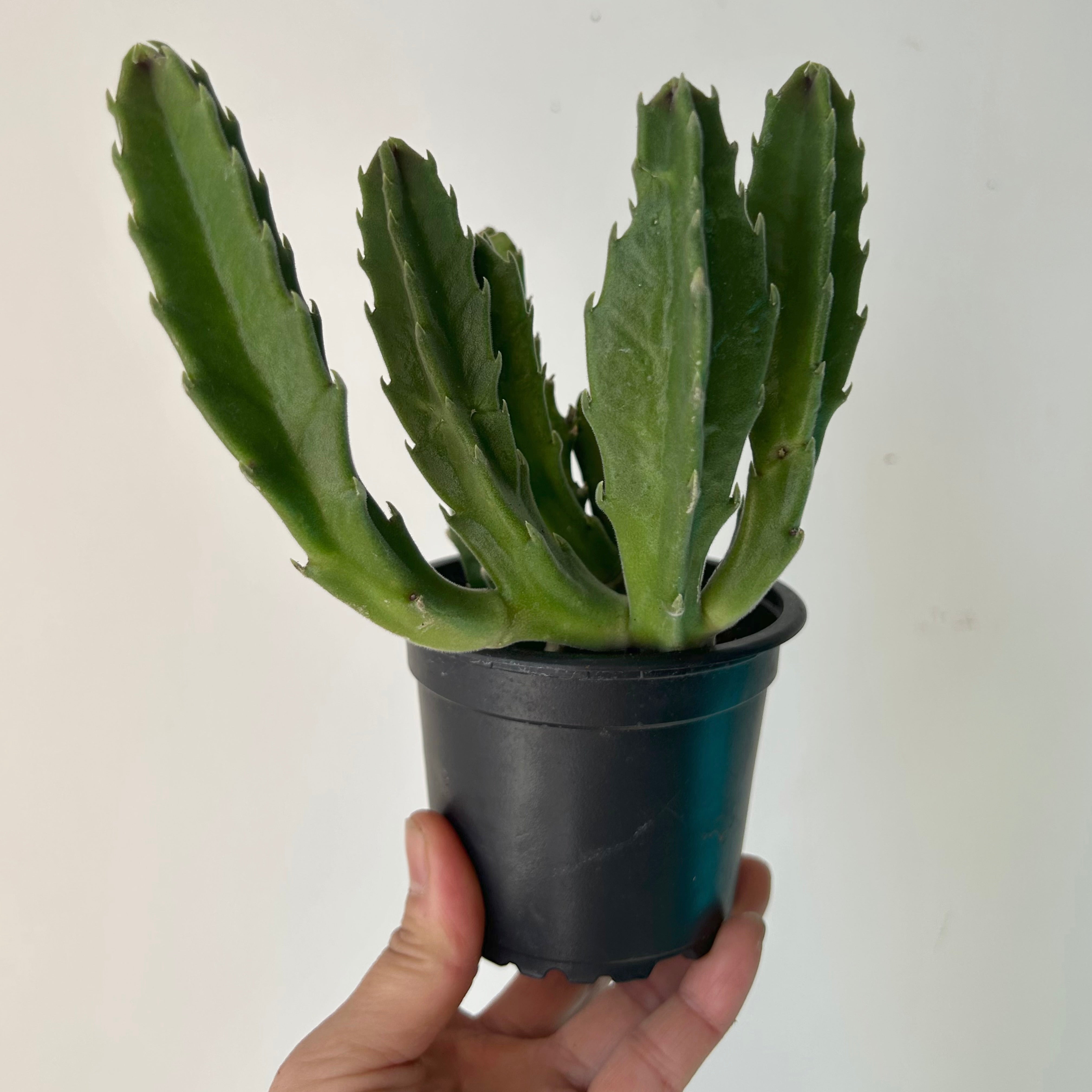 Stapelia 4”pot