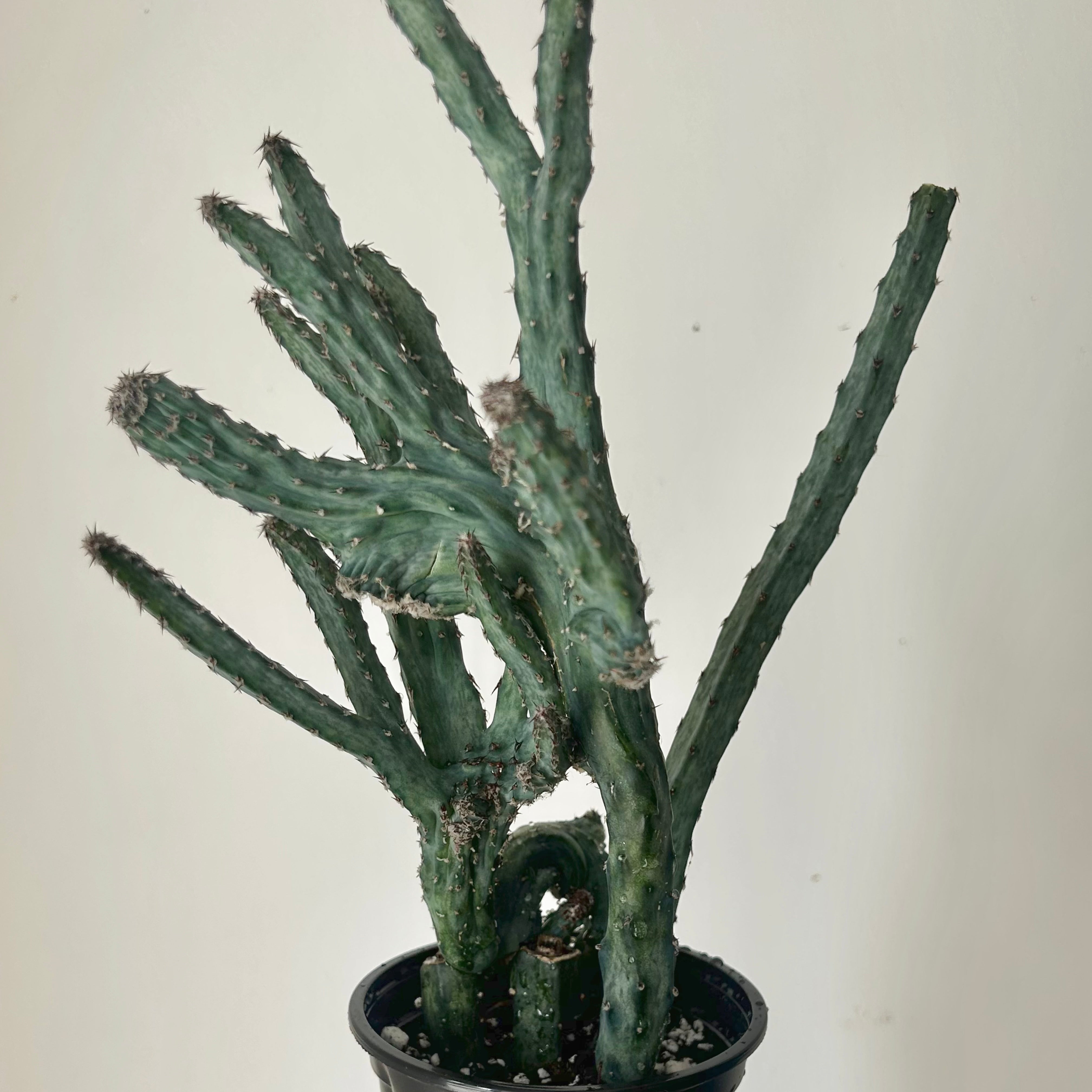 Moonlight Cactus (Cereus spegazzinii) 4”pot