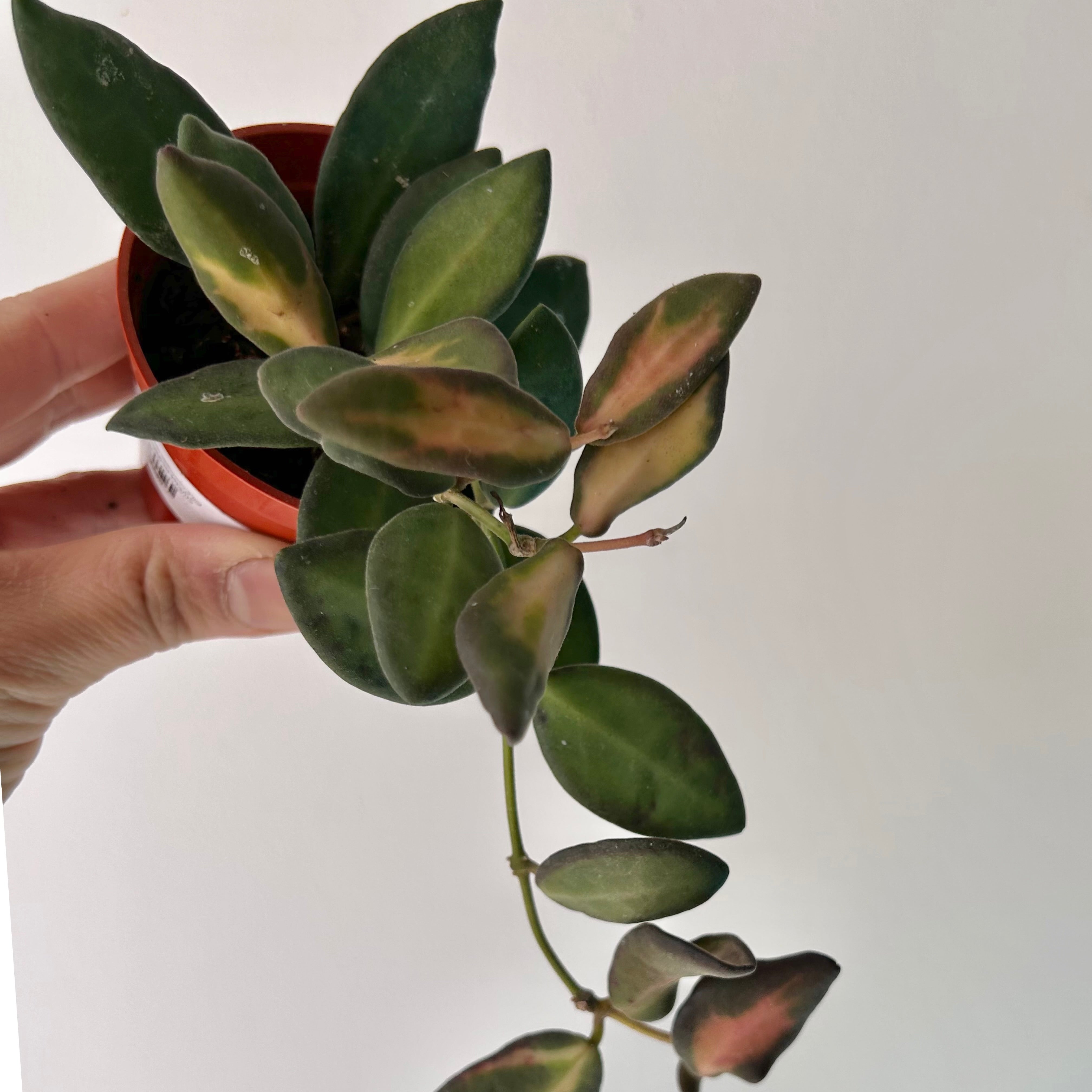 Hoya sp. aff. burtoniae variegated 3”pot