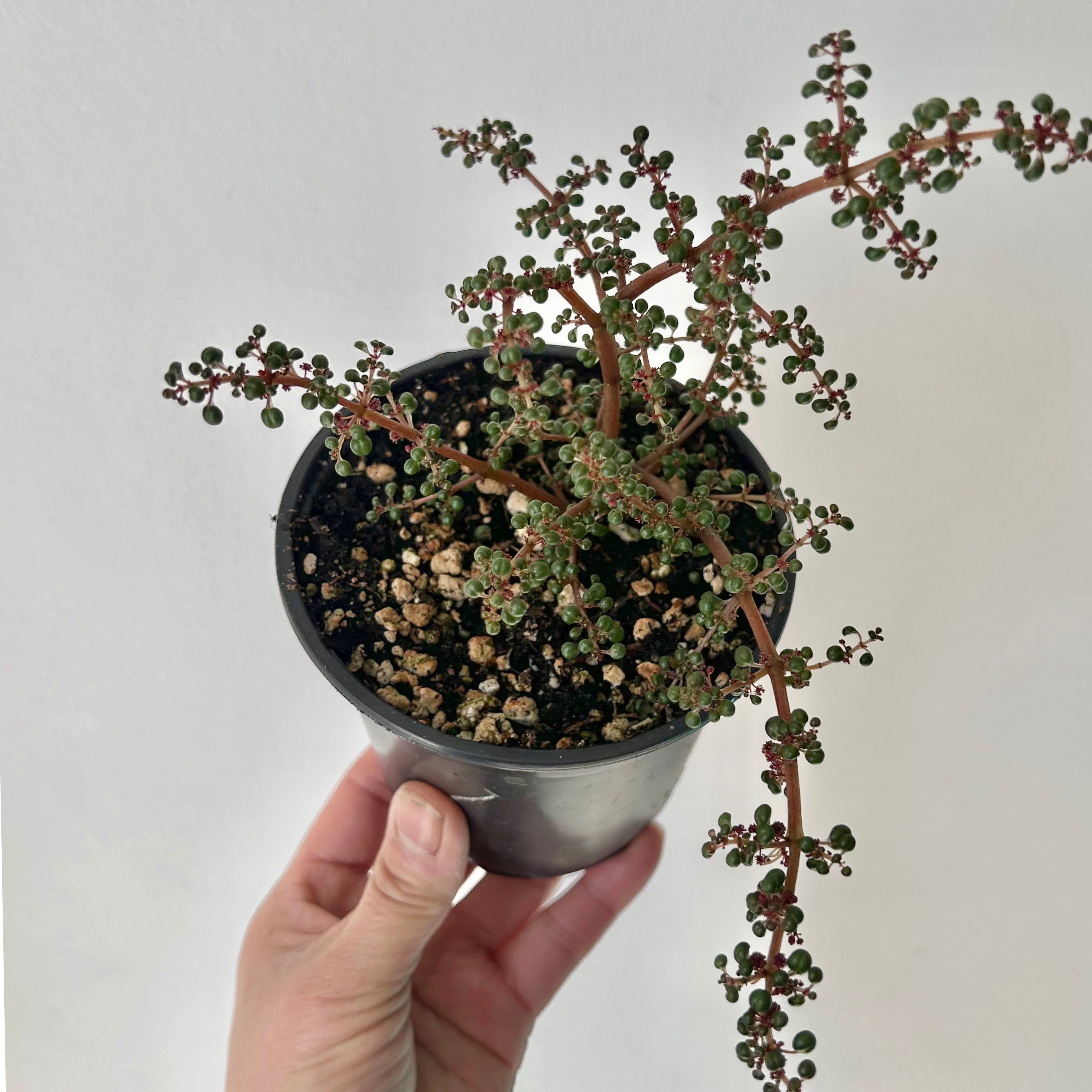 Pilea serpyllacea globosa 4” pot