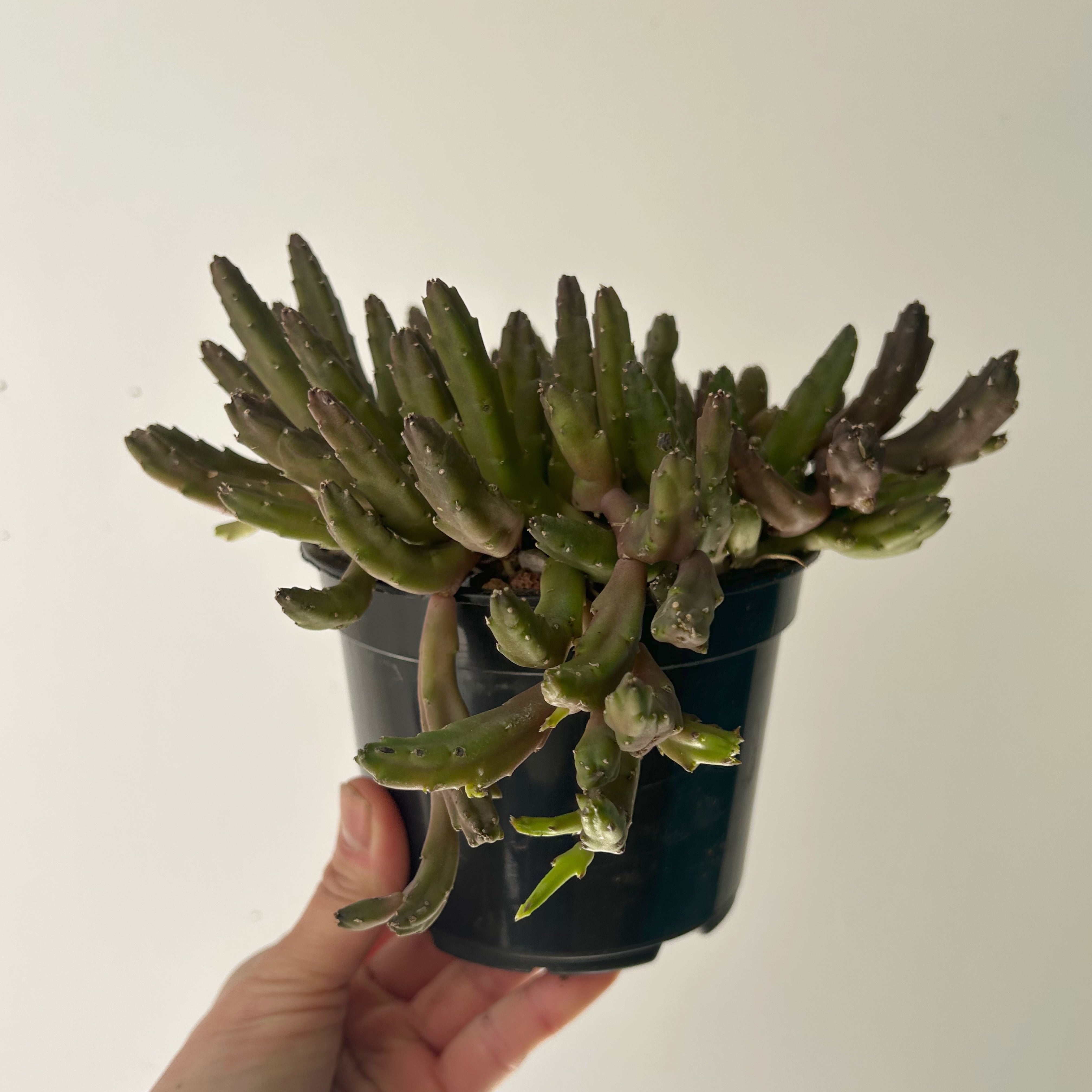 Stapelia schinzii 5”pot