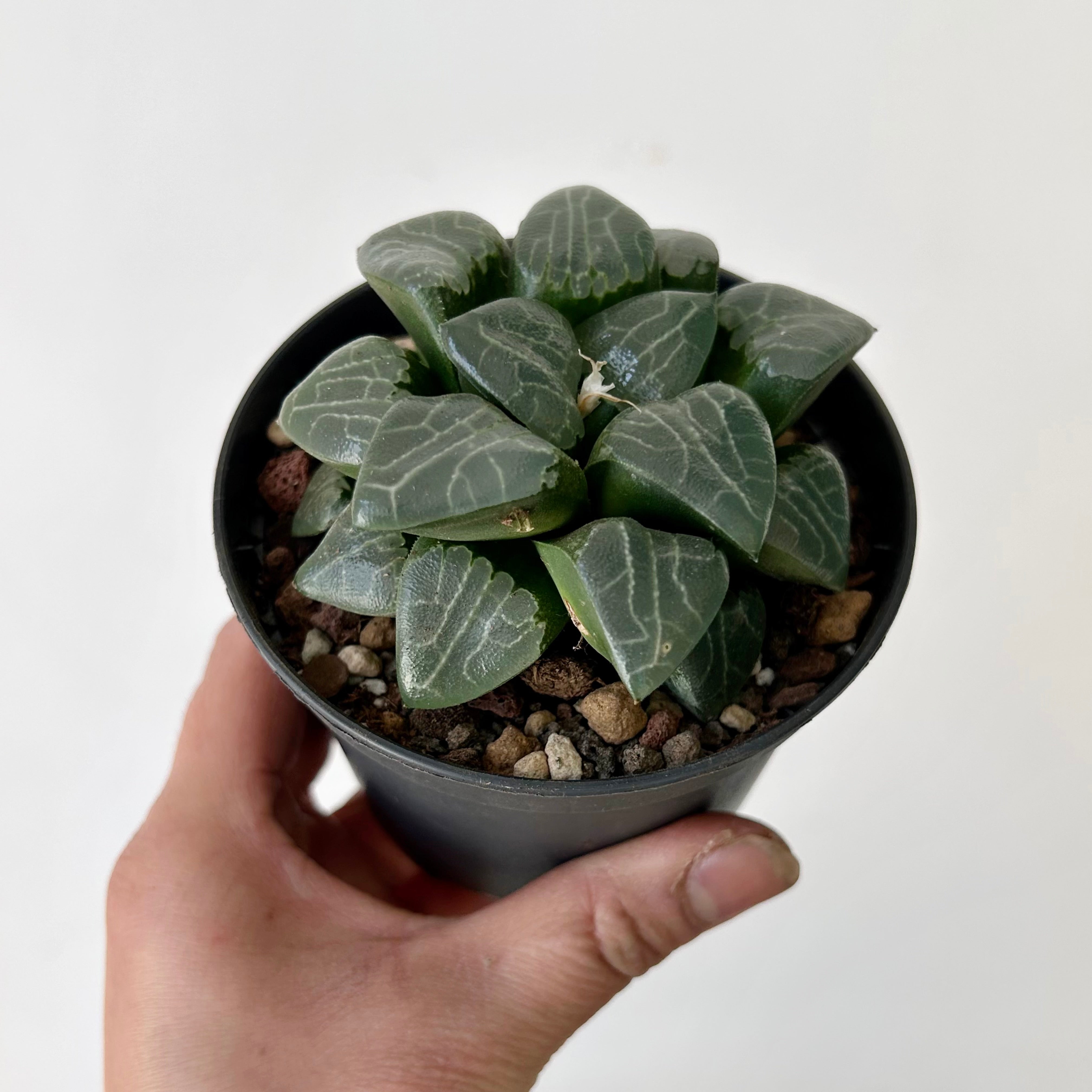 Haworthia “Tsukikage” 3.5”pot