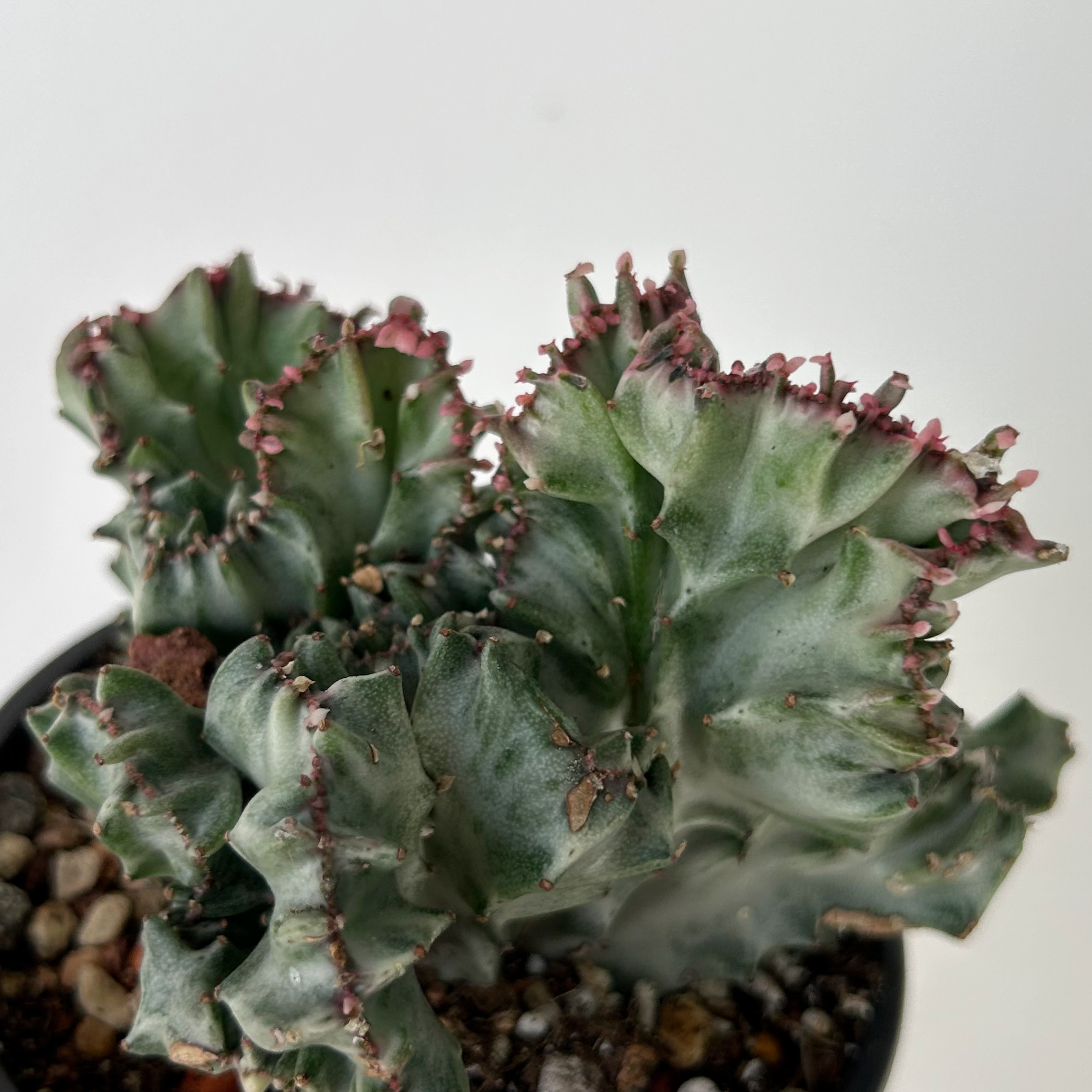 Crested Euphorbia Lactea 'White Ghost' 4”pot