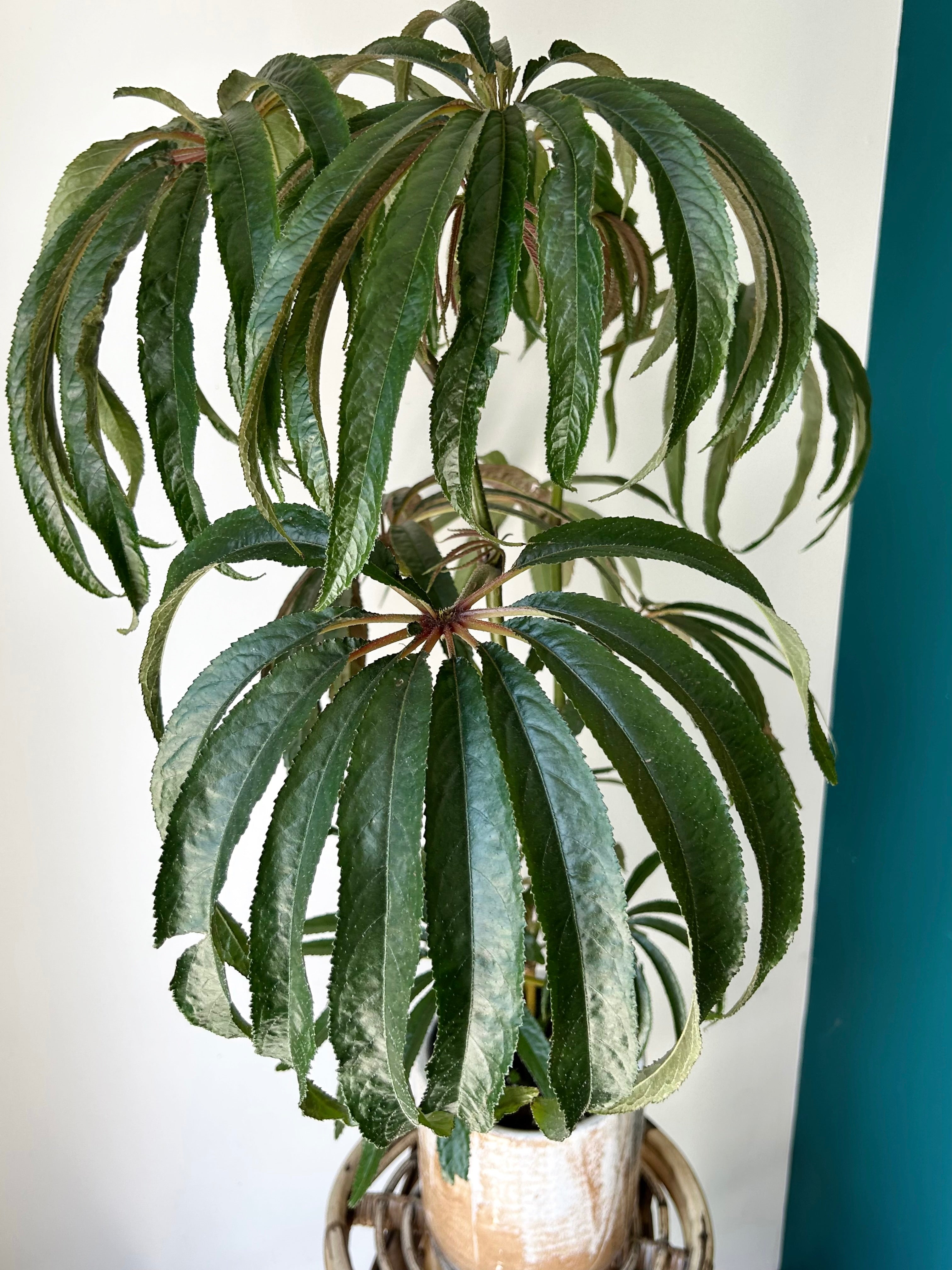 Palm Leaf Begonia (Luxurians) approximately 2 ft tall in 6”pot