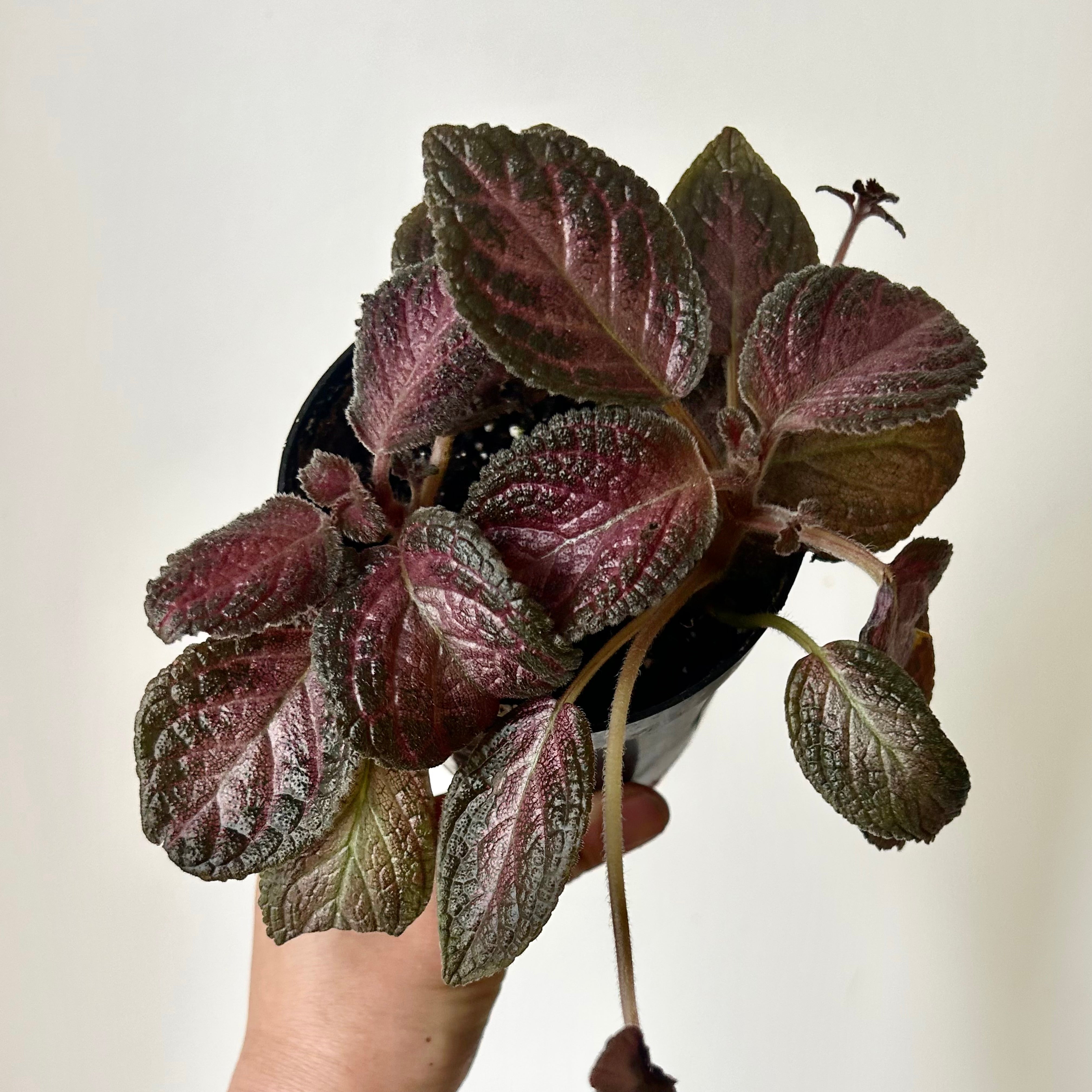 Episcia  “Purple Rain” 4” pot