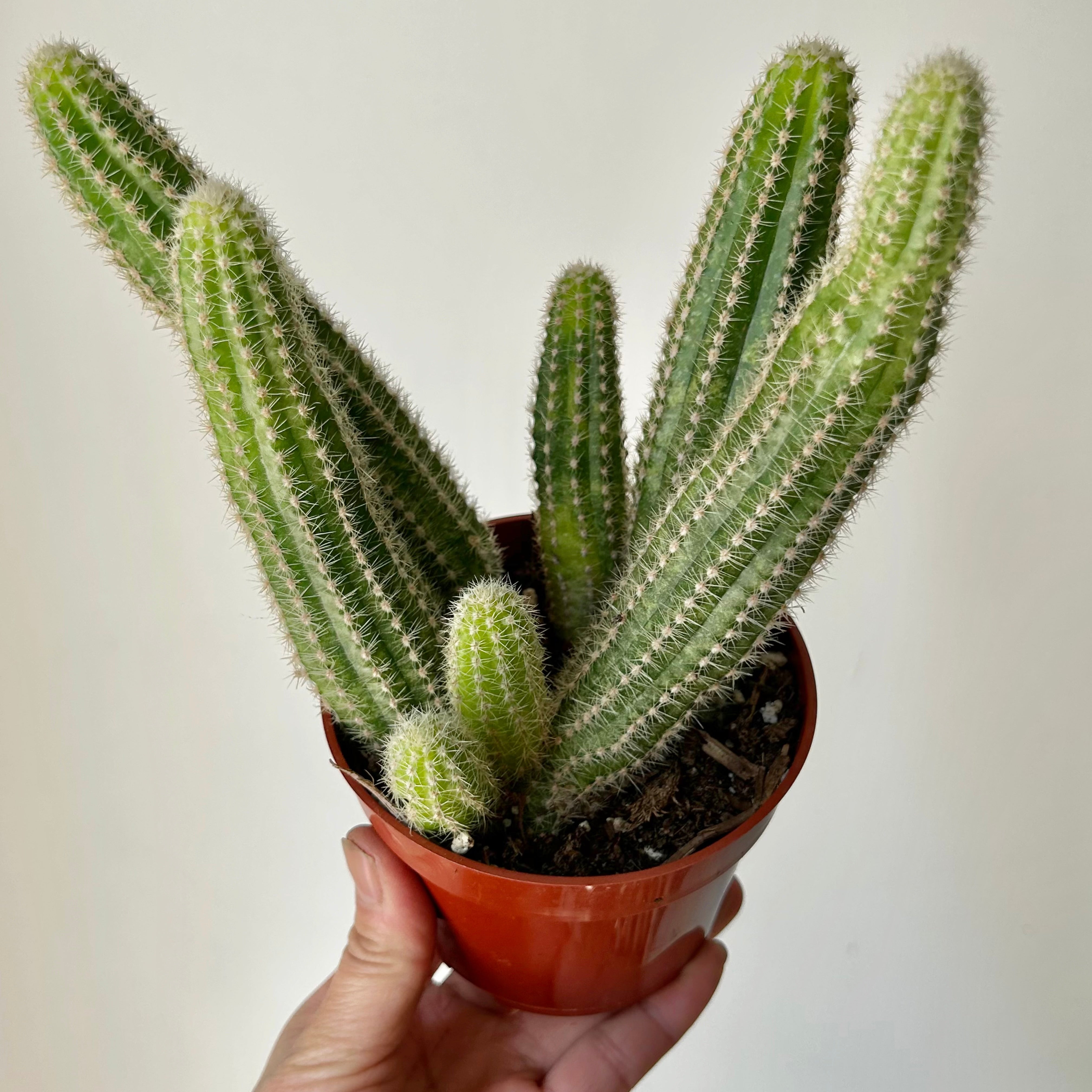 Peanut cactus (Echinopsis chamaecereus) 5”pot