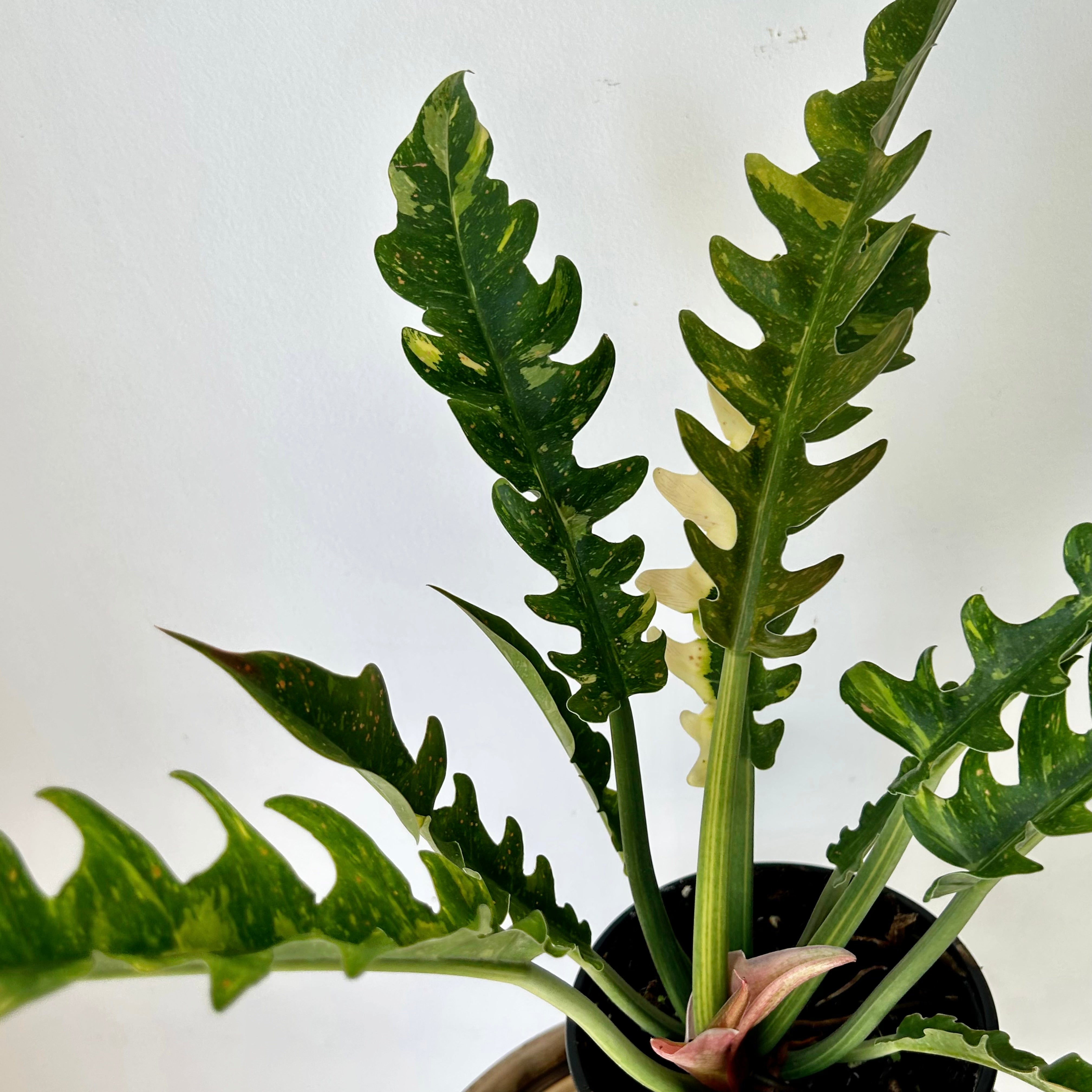 Philodendron "Ring of Fire" 6” pot