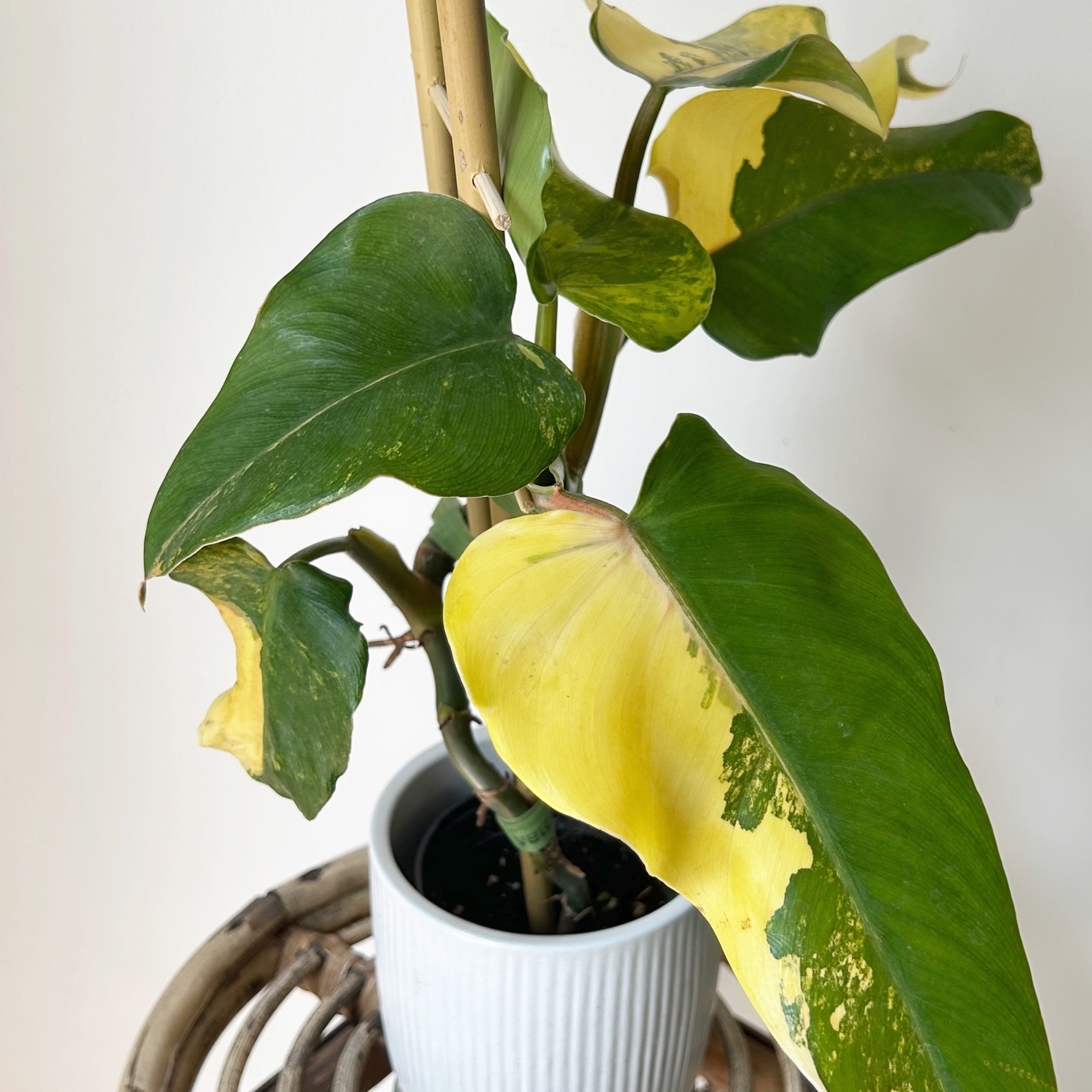 Variegated  Philodendron domesticum on trellis 4” pot