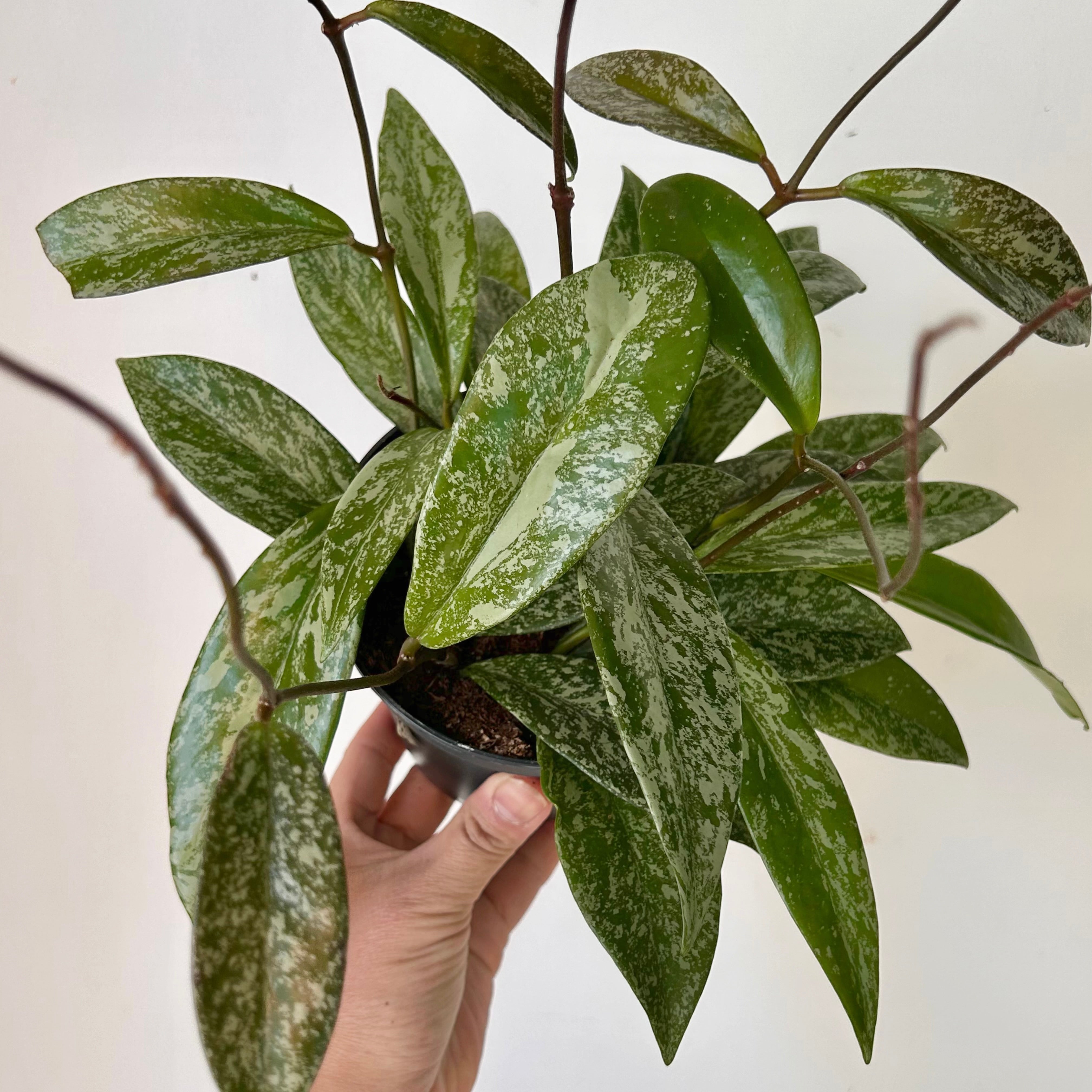 Hoya pubicalyx “Splash” 5” pot