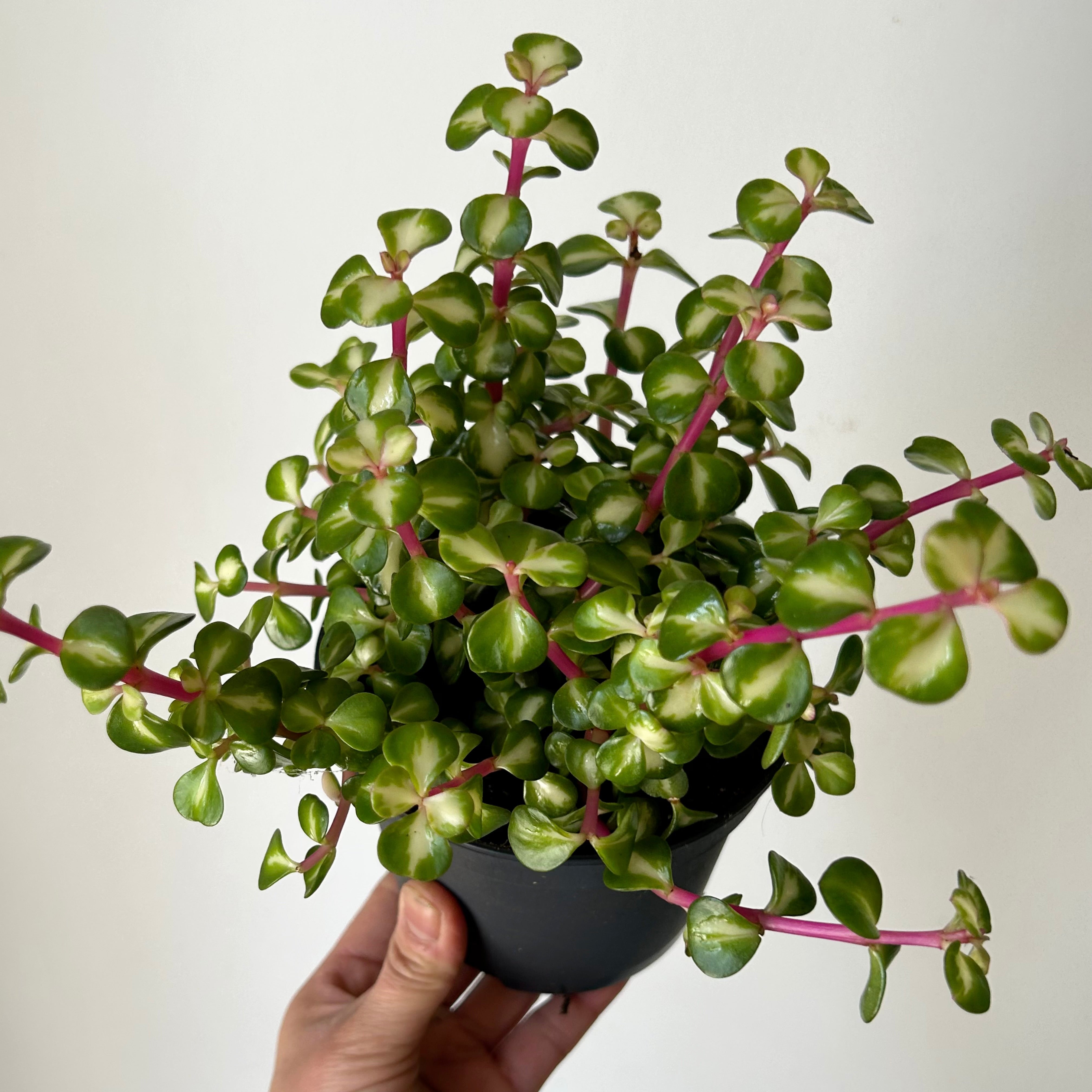 Variegated Elephant Bush Succulent  (Portulacaria Mediopicta) 5”pot