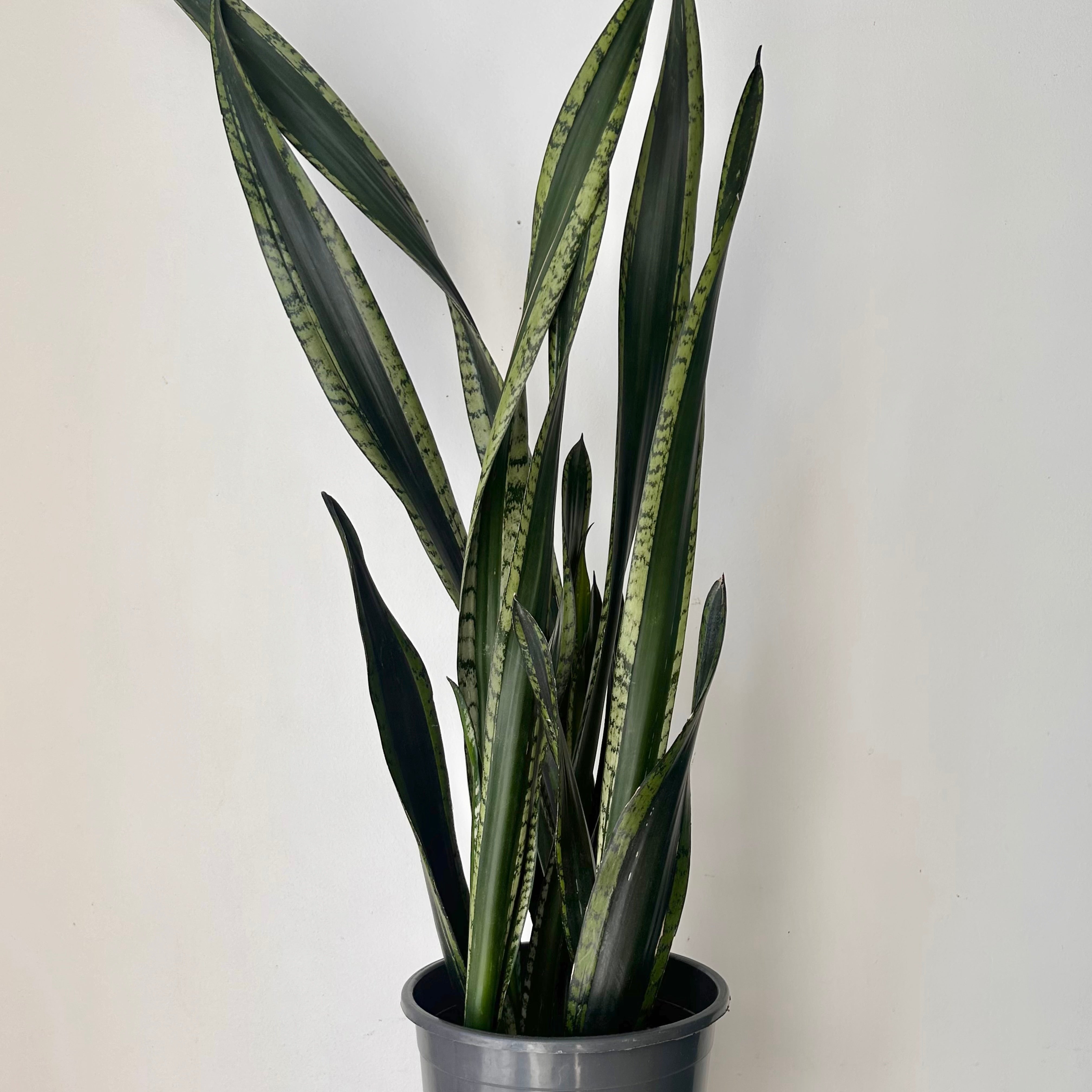 Sansevieria “Whitney” approximately  3ft tall 8”pot