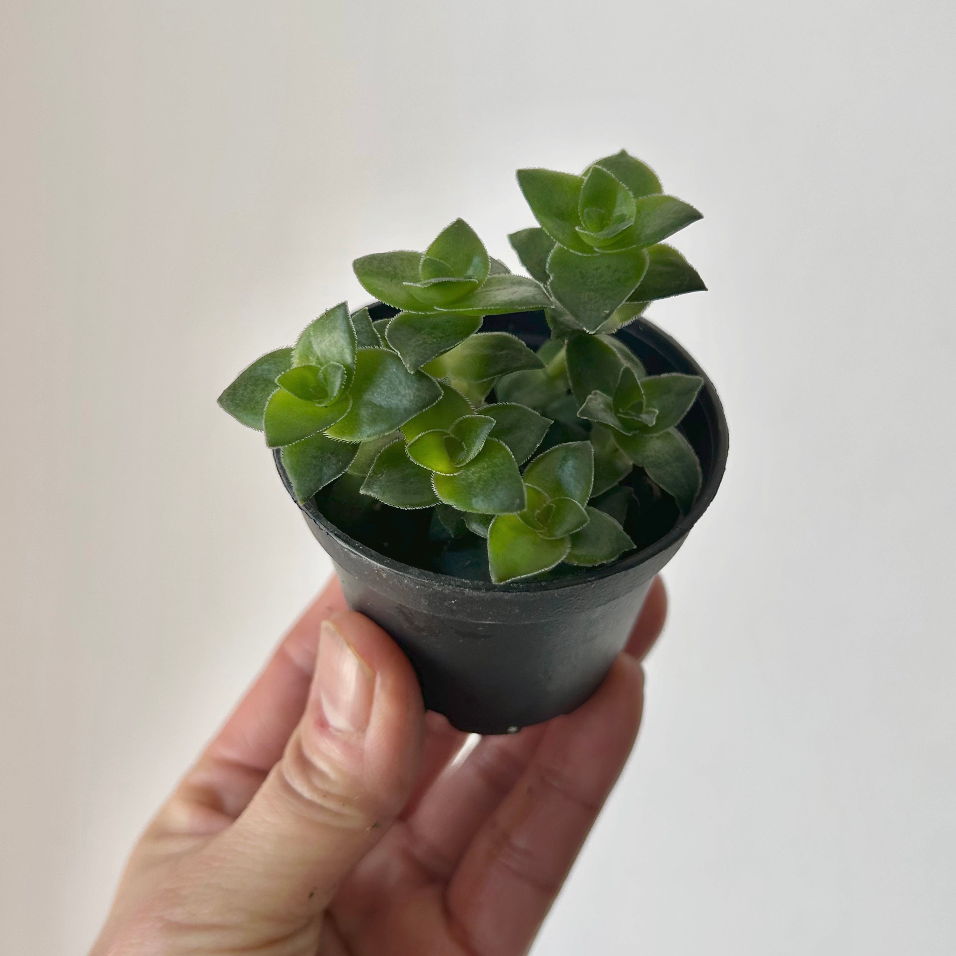 String of Buttons (Crassula perforata) 2.5”pot