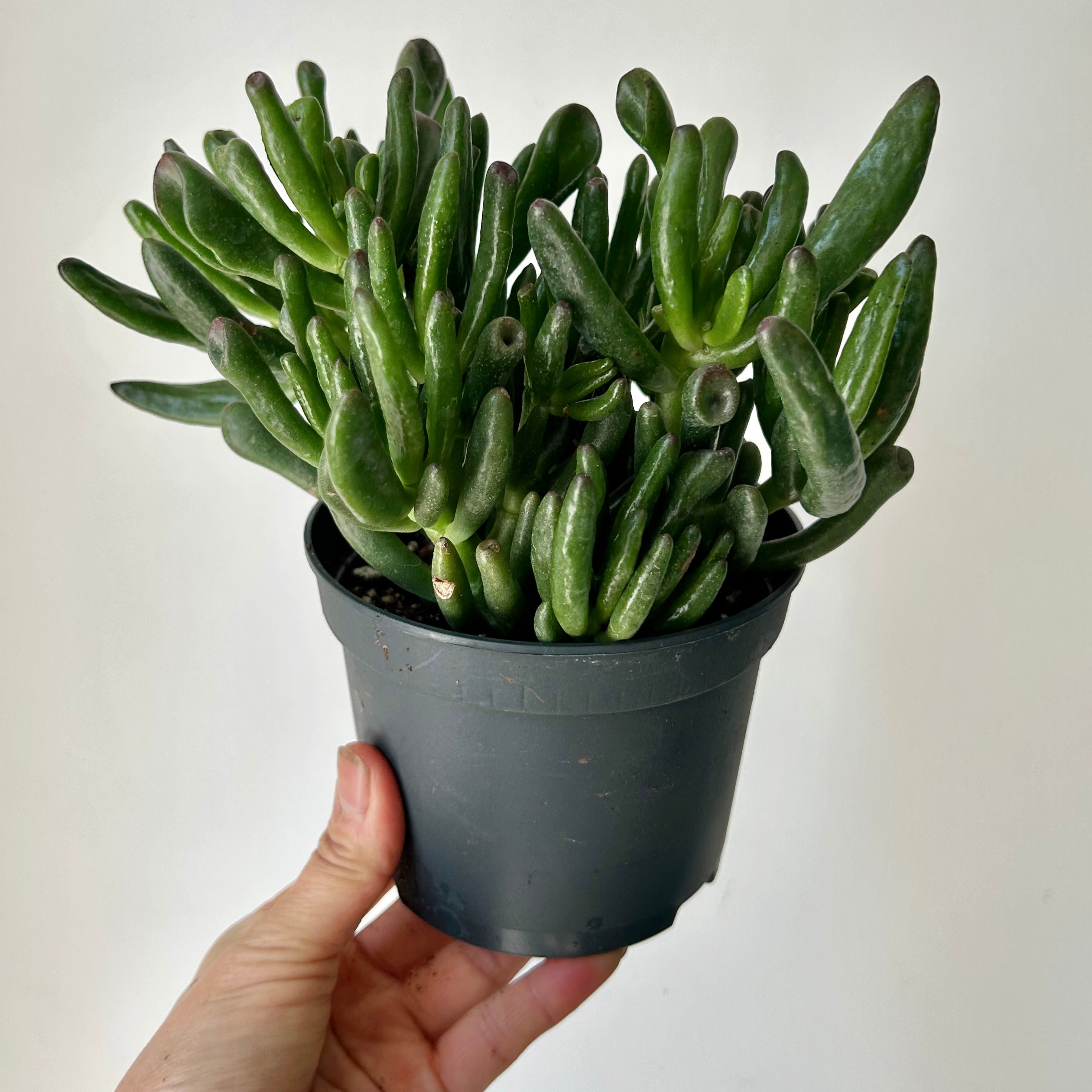 Hobbit Jade (Crassula) 5”pot
