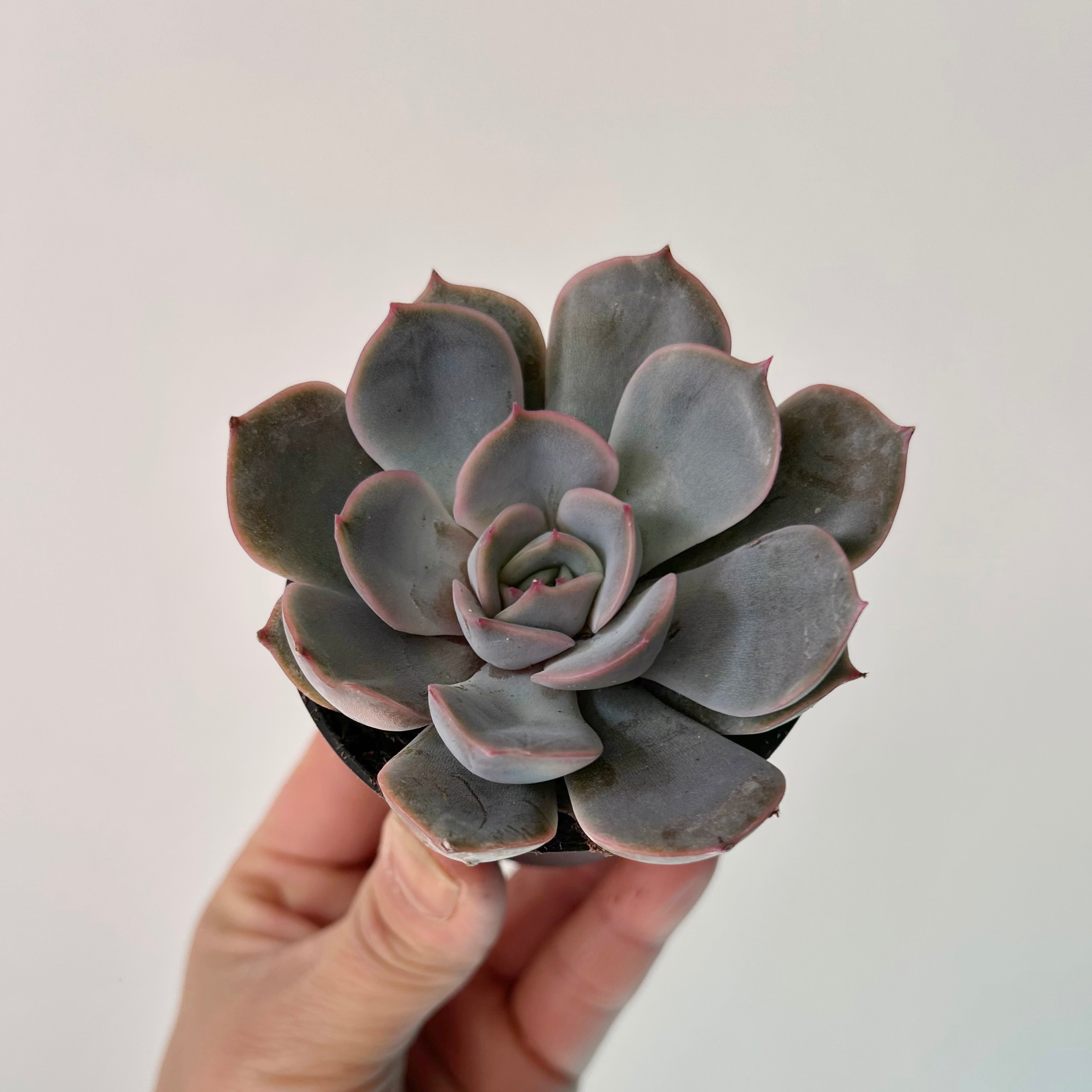 Echeveria “Orion” 2.5” pot